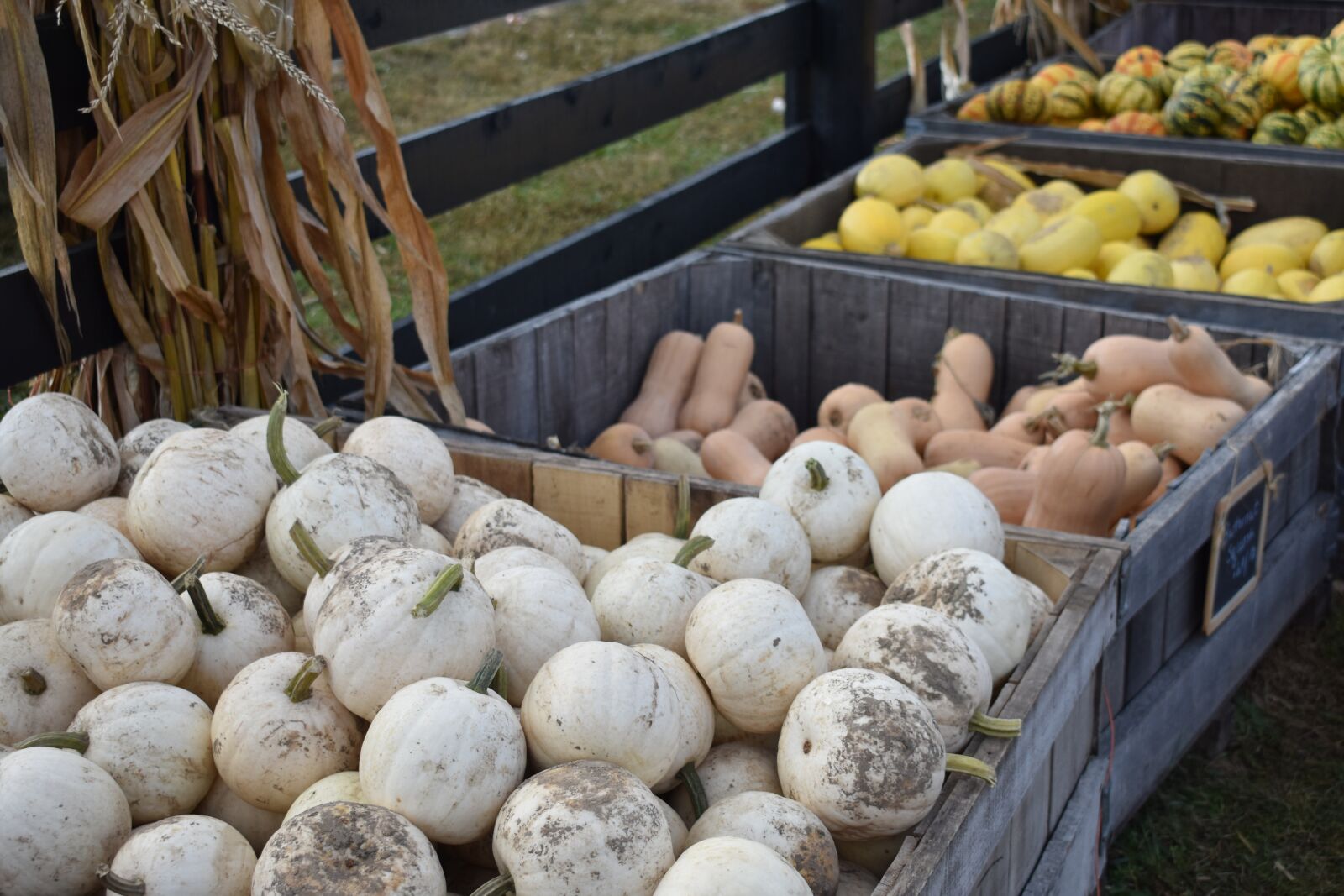 Nikon D3400 sample photo. Fall, pumpkin, gourds photography