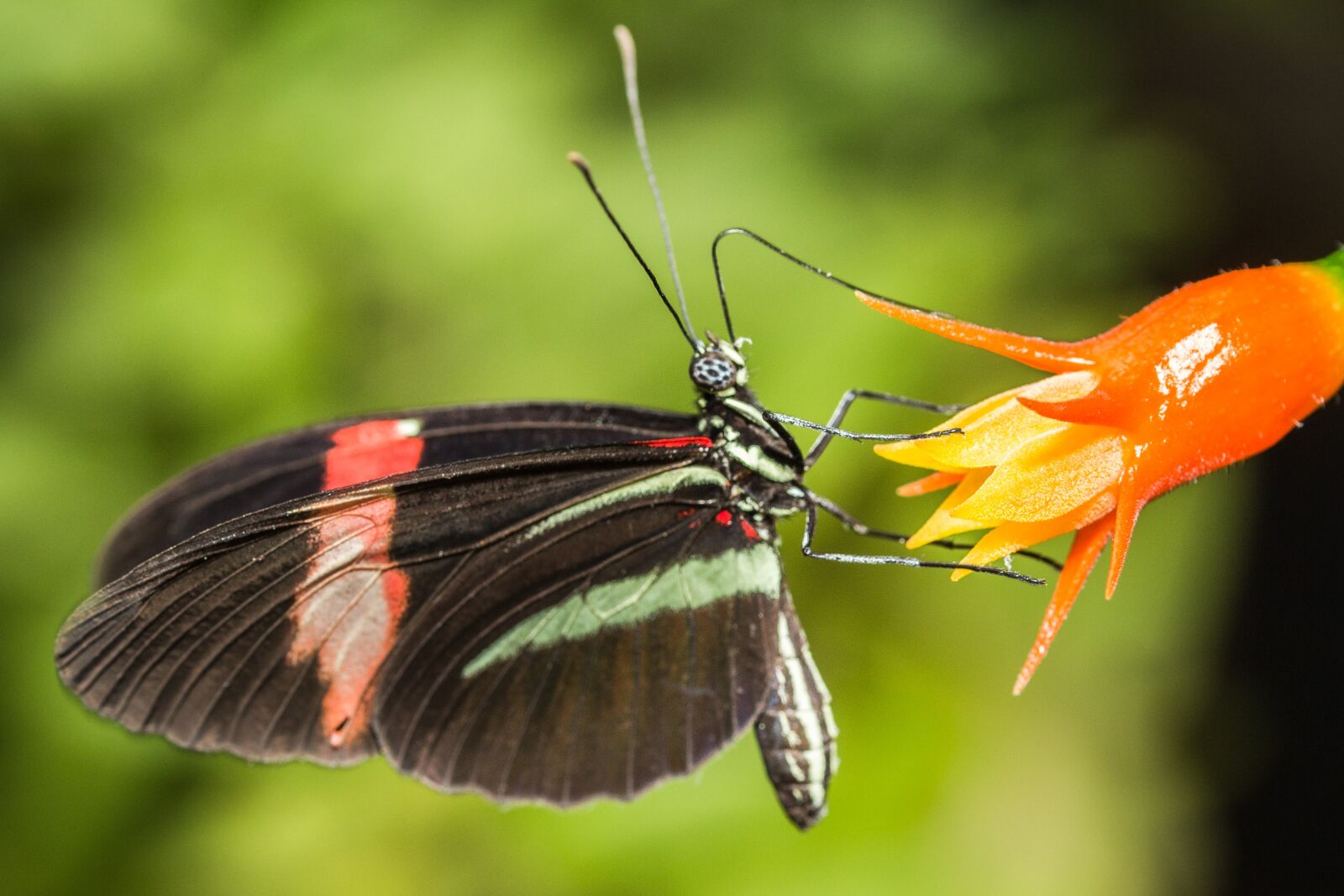 Canon EF-S 60mm F2.8 Macro USM sample photo. Butterfly, black, red photography