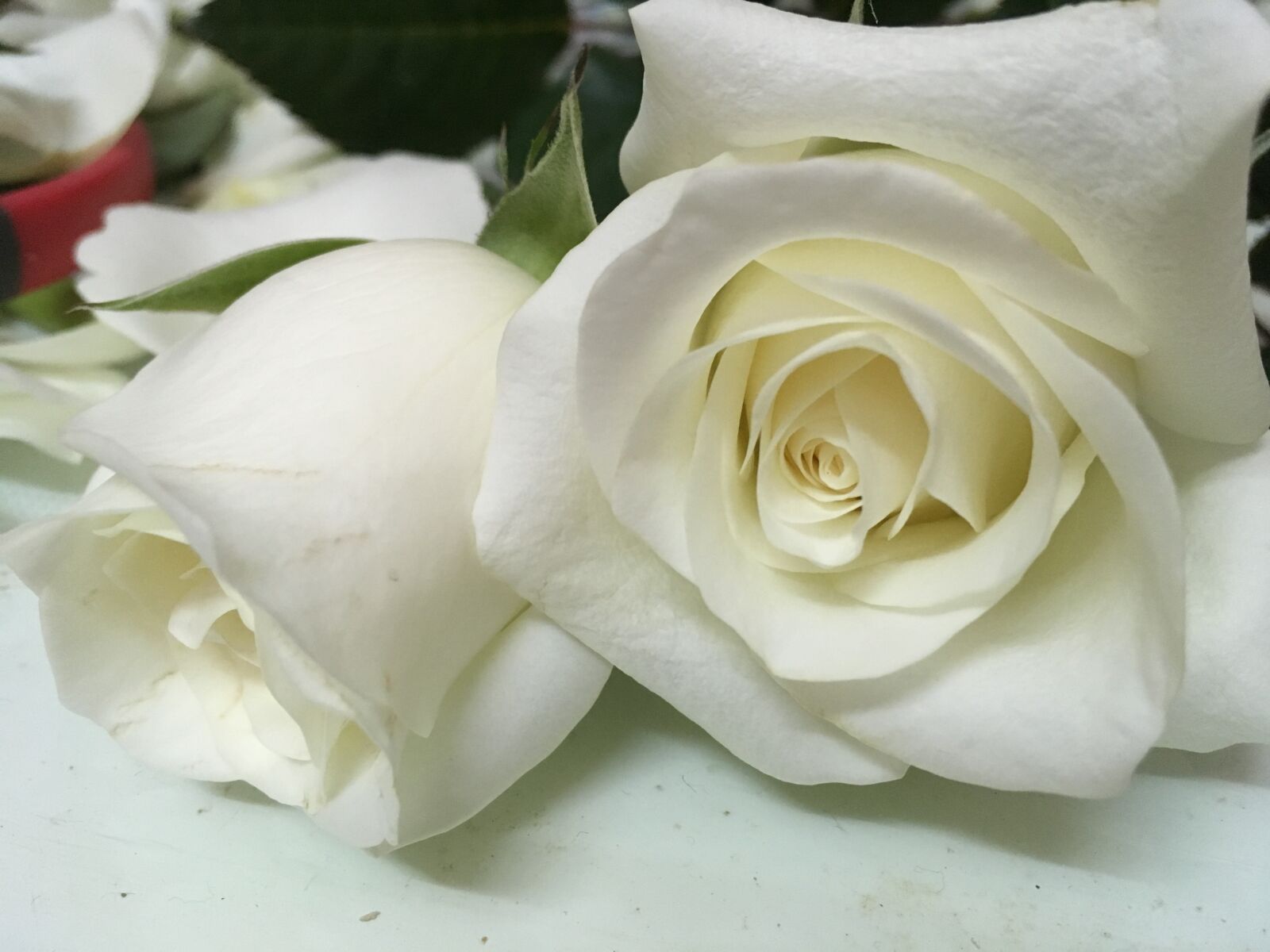Вайт лове. Белый цветок любви. Белые французские розы картинки красивые. Розы Вайт Джульет букет. White Roses lover.