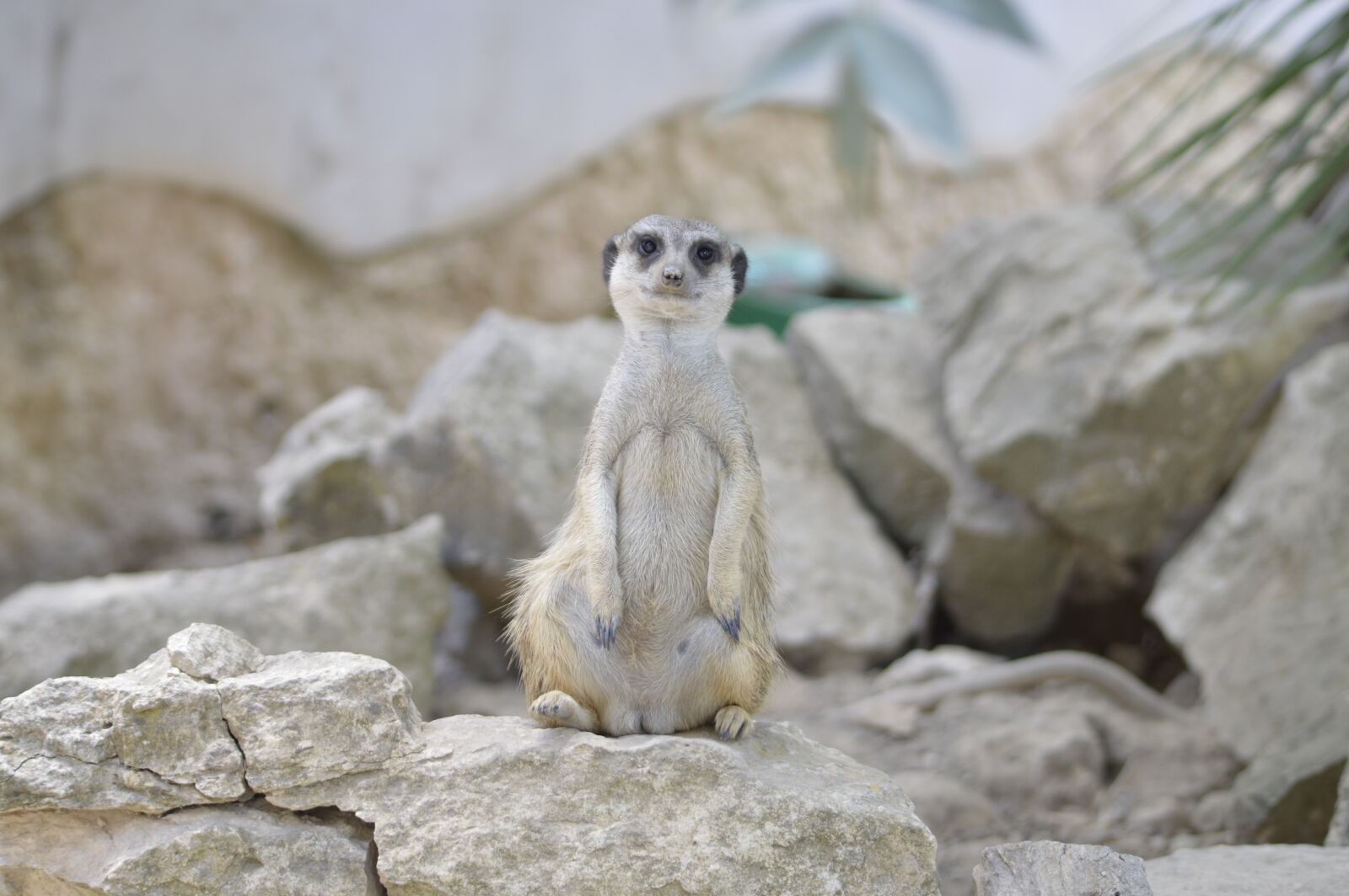 Nikon D3200 sample photo. Reserve, mongoose, africa photography