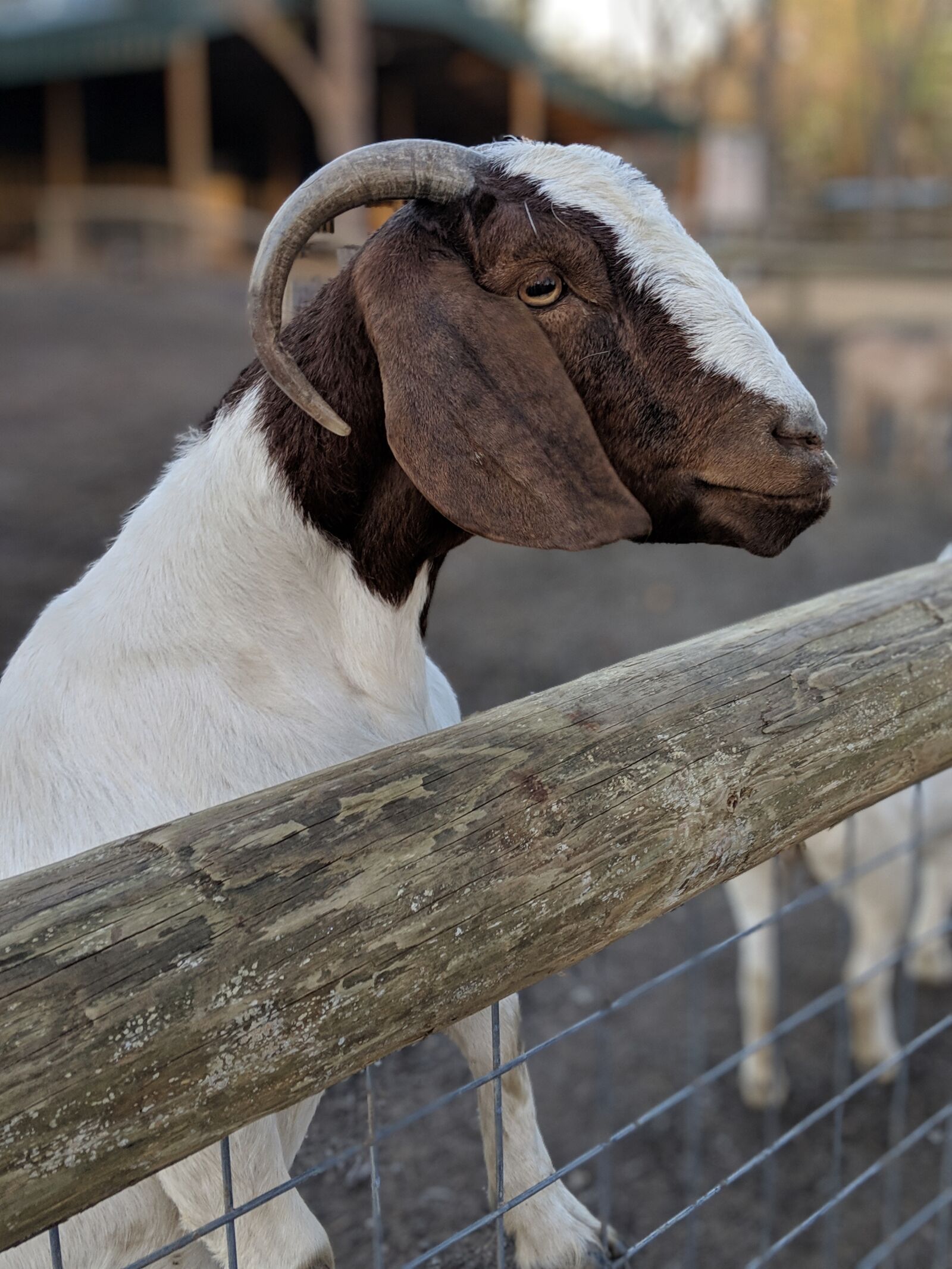 Google Pixel 3 sample photo. Goat, goat face, horns photography