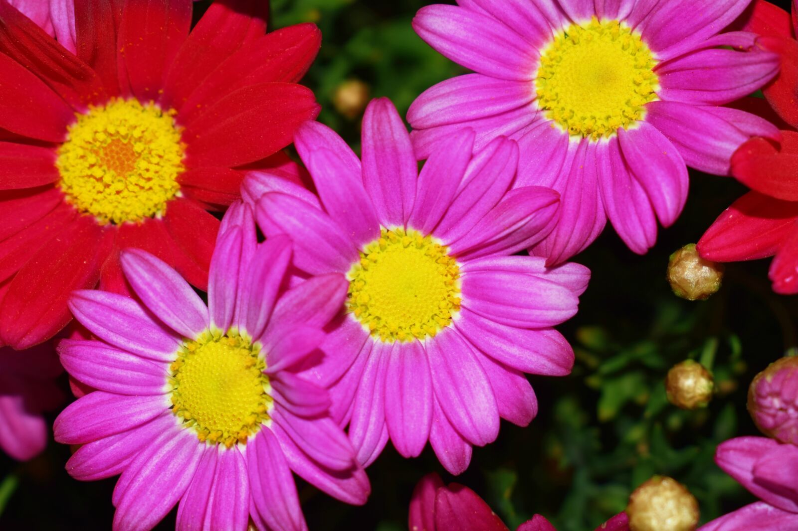 Nikon D5300 sample photo. Flower, nature, plant photography