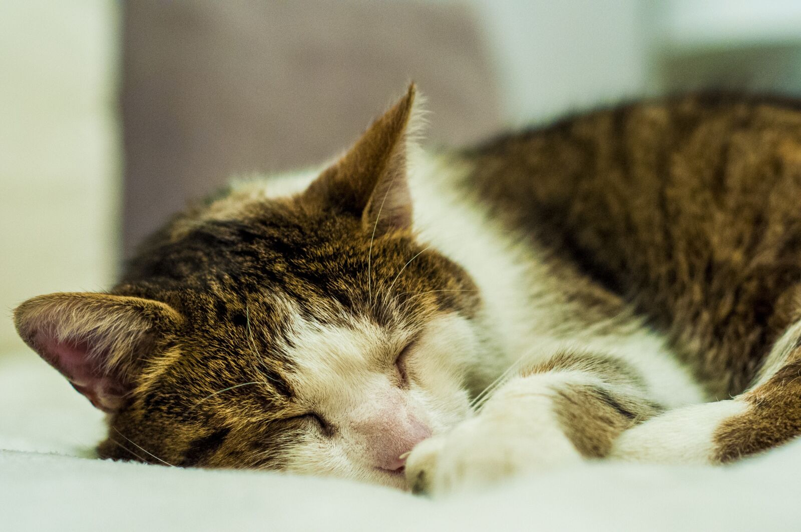 Nikon D90 sample photo. Cat, pet, fur photography