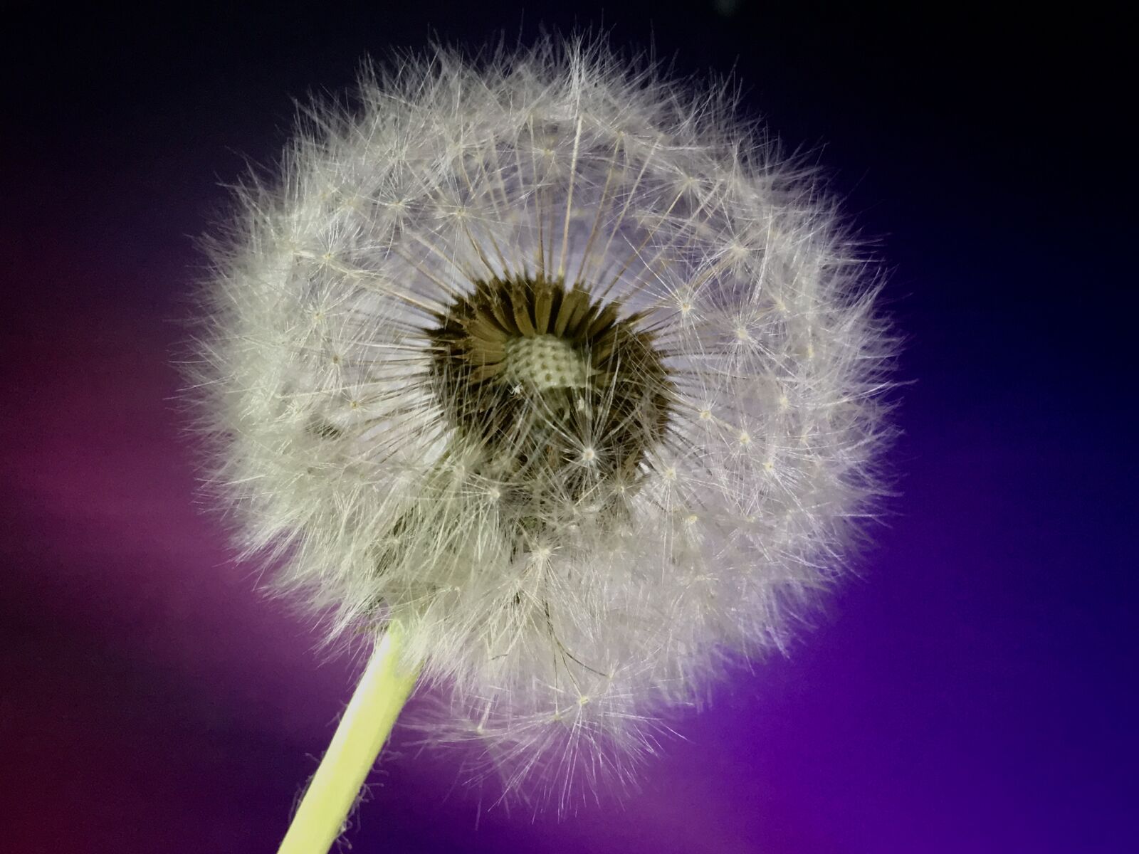 iPhone 6s Plus back camera 4.15mm f/2.2 sample photo. Dandelion, seed, flying photography