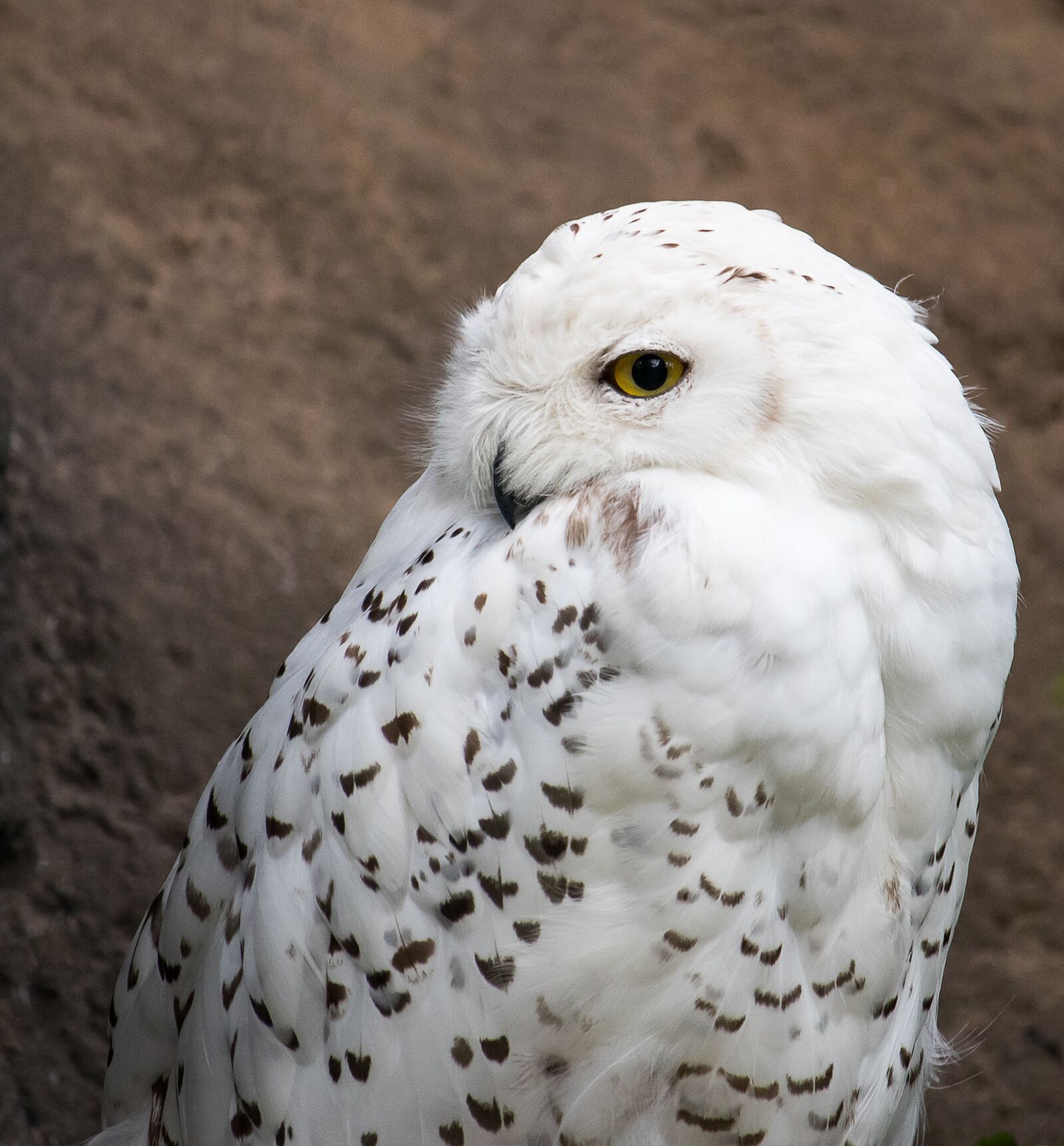 Canon EF-S 55-250mm F4-5.6 IS STM sample photo. Snowy owl, owl, animal photography