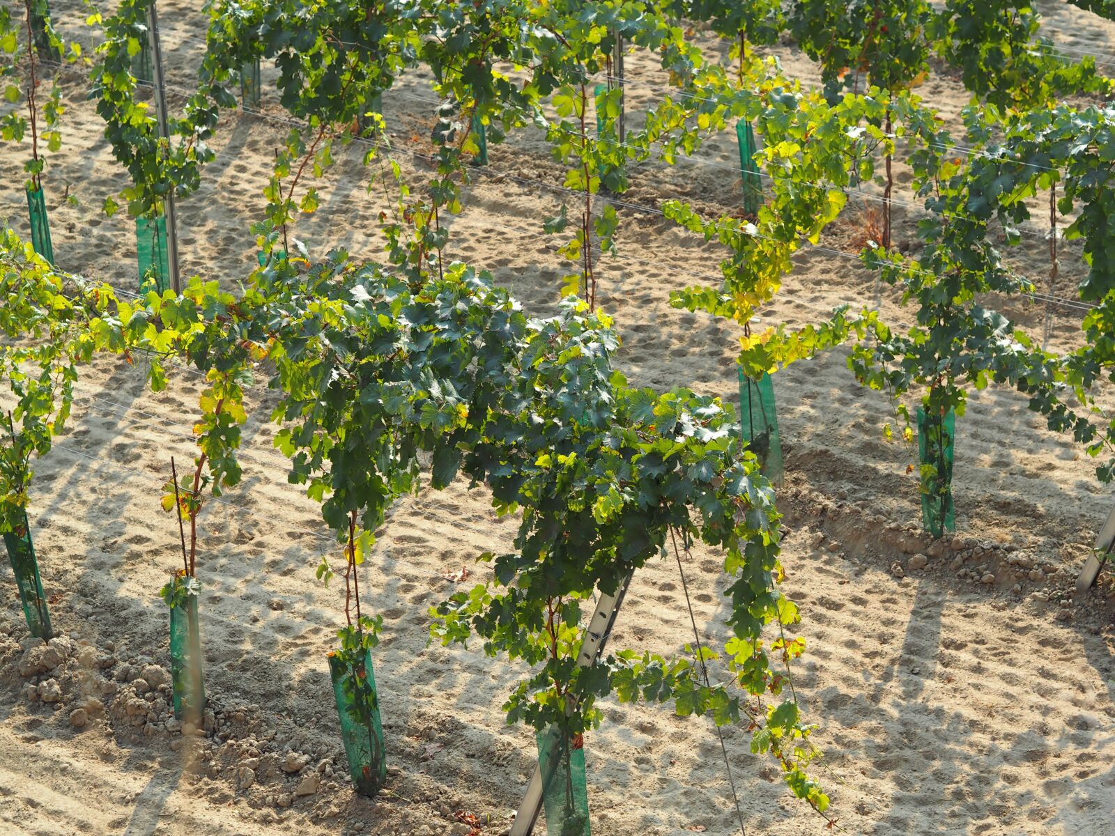 Olympus OM-D E-M10 + Olympus M.Zuiko Digital 45mm F1.8 sample photo. Vineyard, grapes, vine leaves photography