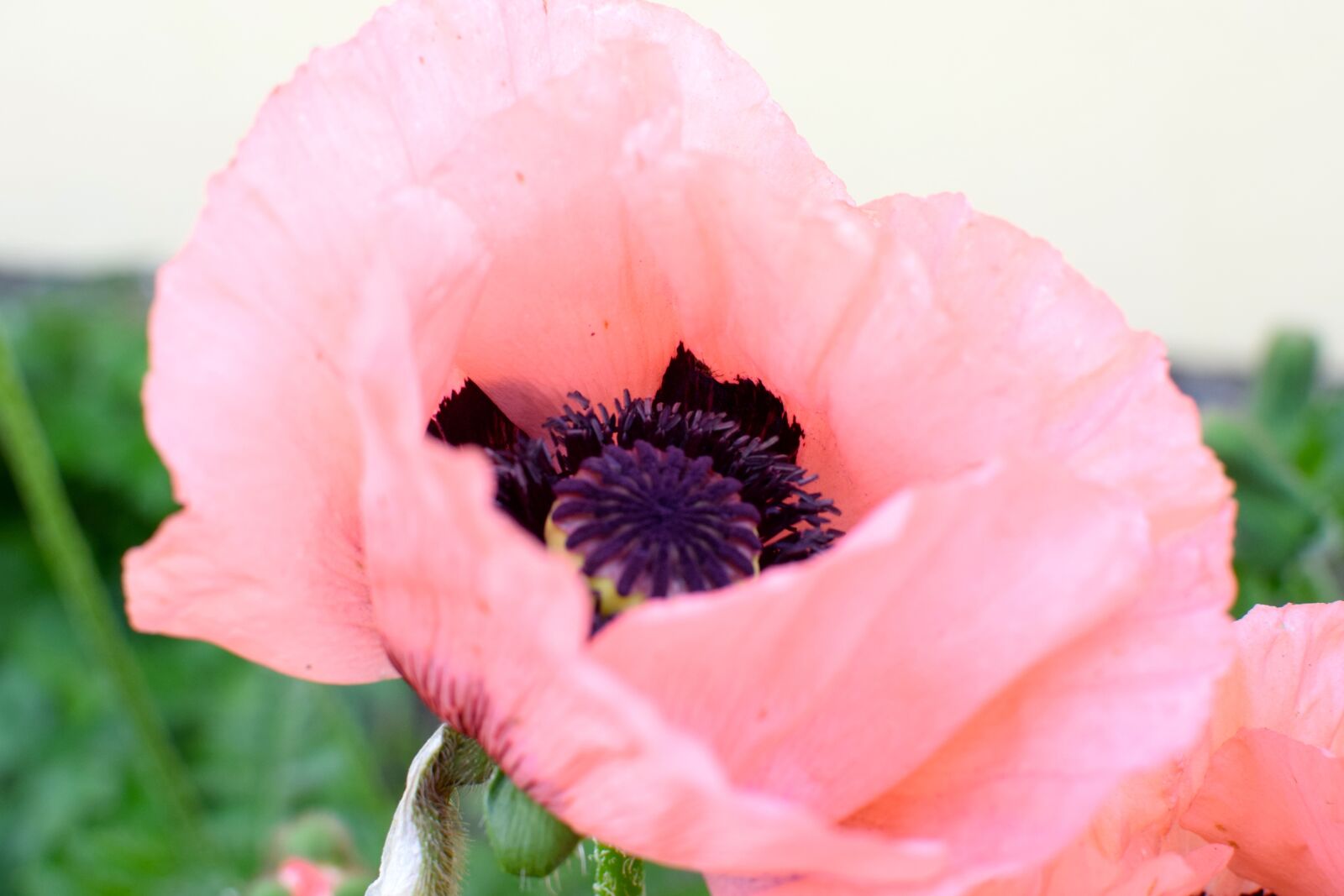 Nikon D5300 sample photo. Poppy, pink, blossom photography