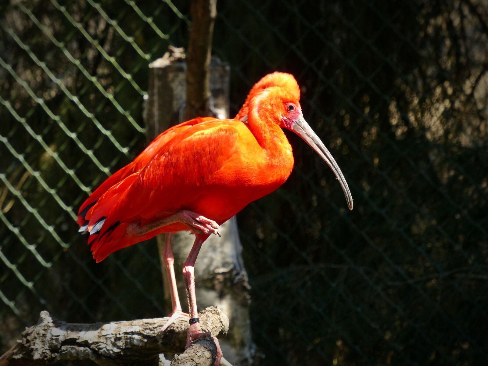 Panasonic Lumix DMC-FZ200 sample photo. Red ibis, ibis, long photography