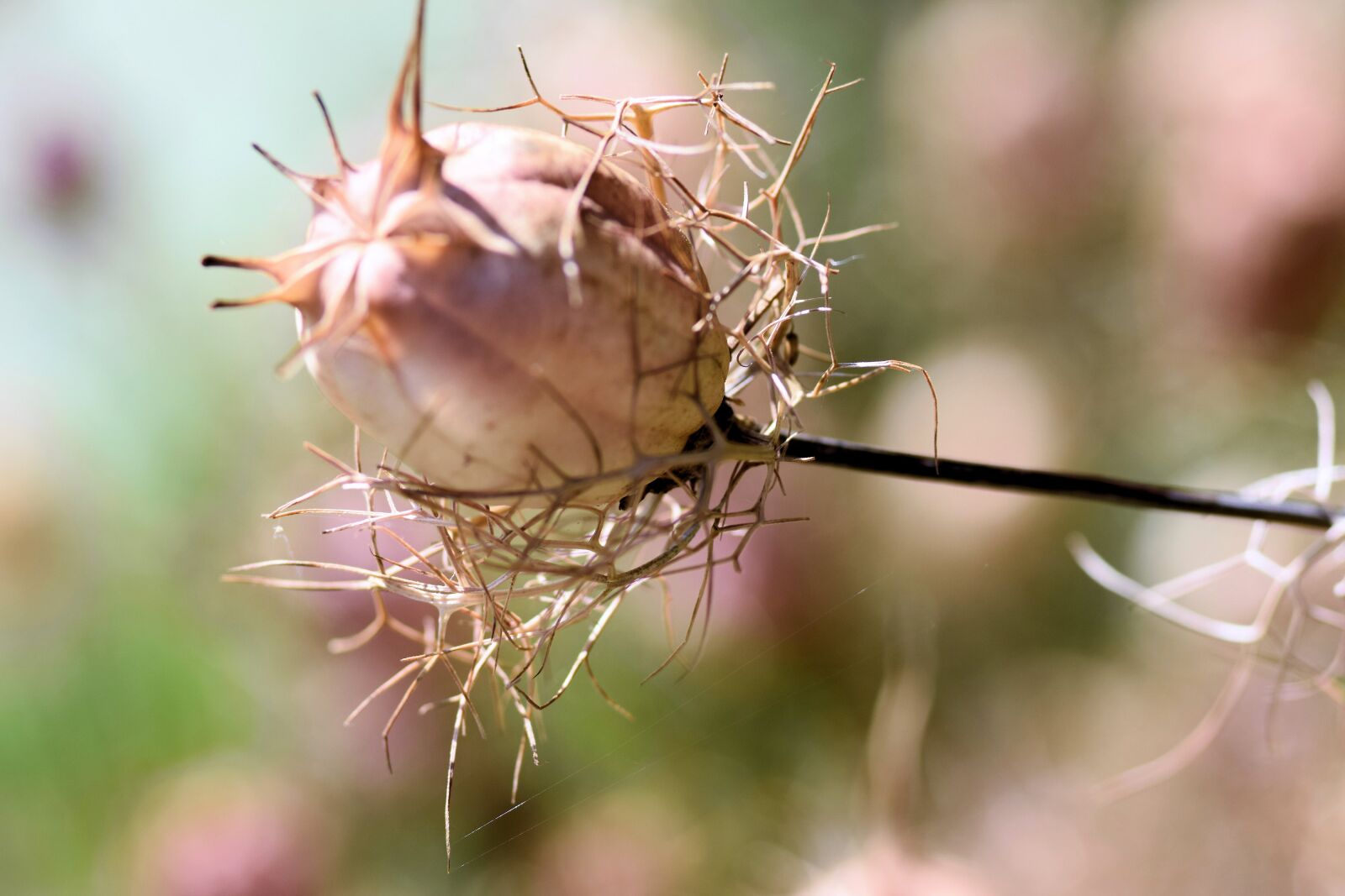 Nikon D5300 sample photo. Zaadbol, garden, nature photography