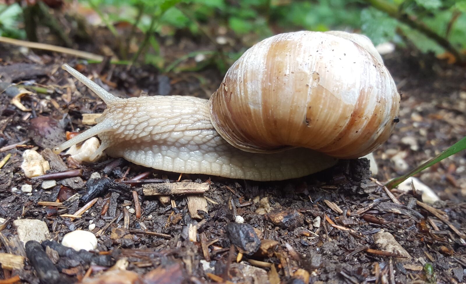 Samsung Galaxy S6 sample photo. Snail, reptile, shell photography