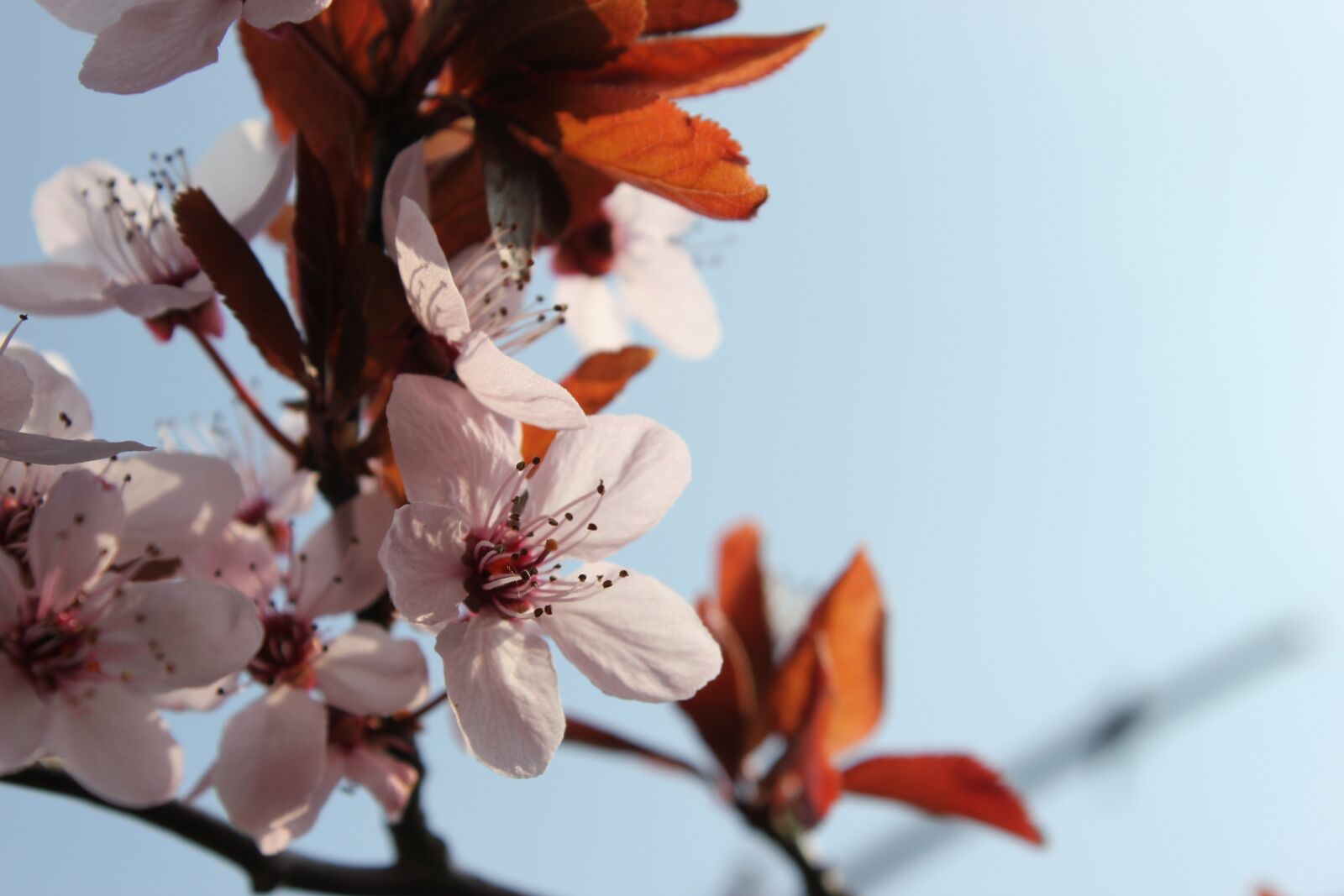 Canon EOS 550D (EOS Rebel T2i / EOS Kiss X4) sample photo. Spring, flowers, pink photography