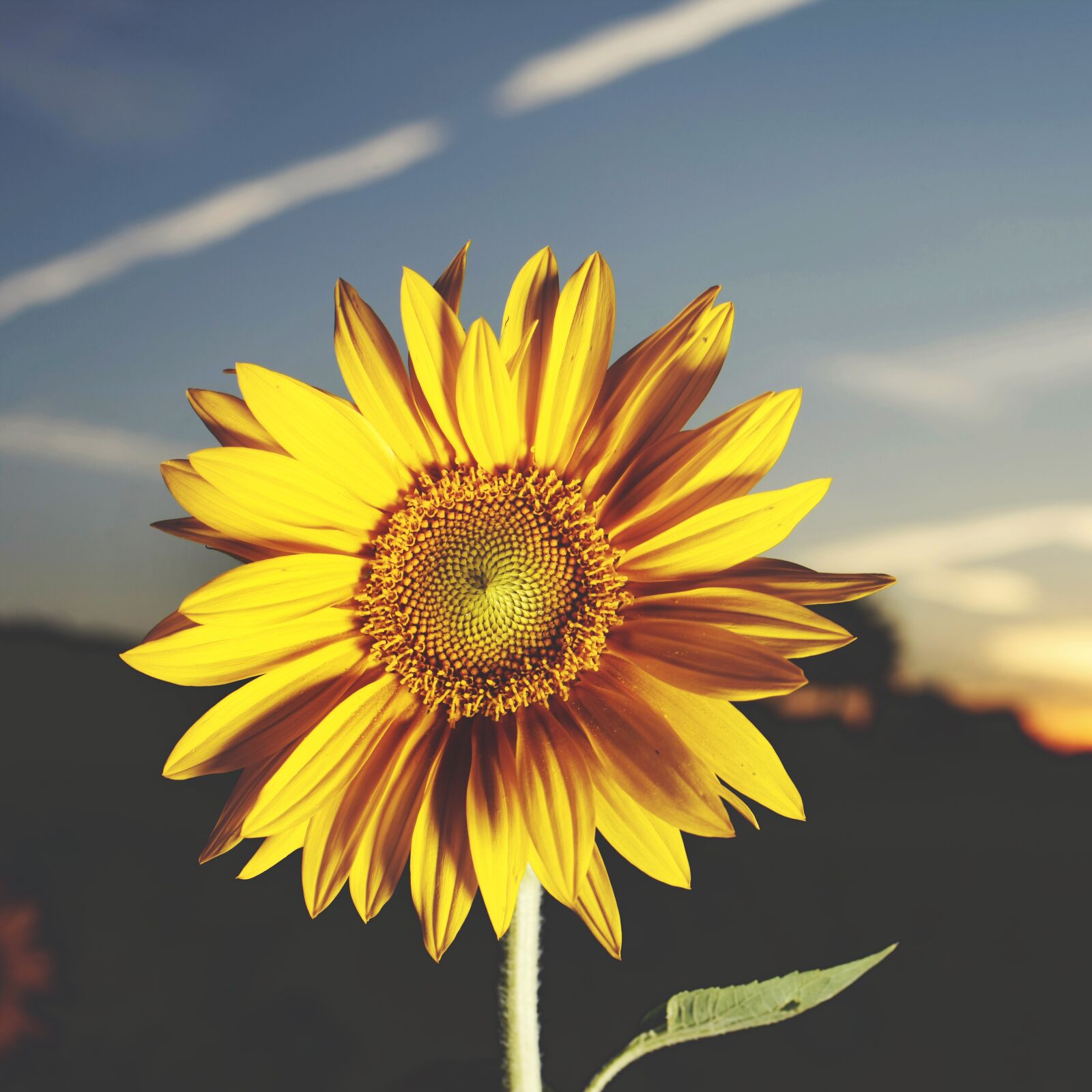 Canon EOS-1Ds Mark III sample photo. Sunflower, evening, summer photography