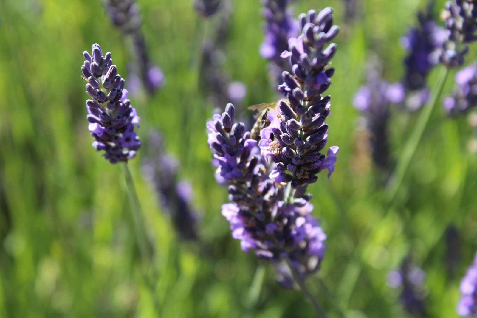 Canon EOS 1200D (EOS Rebel T5 / EOS Kiss X70 / EOS Hi) sample photo. Lavender, herb, flower photography