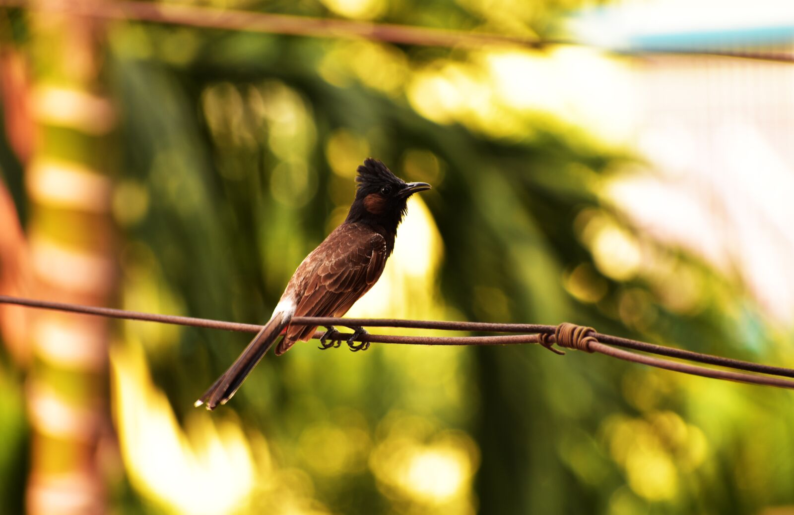 Nikon D3400 sample photo. Birds, focus, nature photography