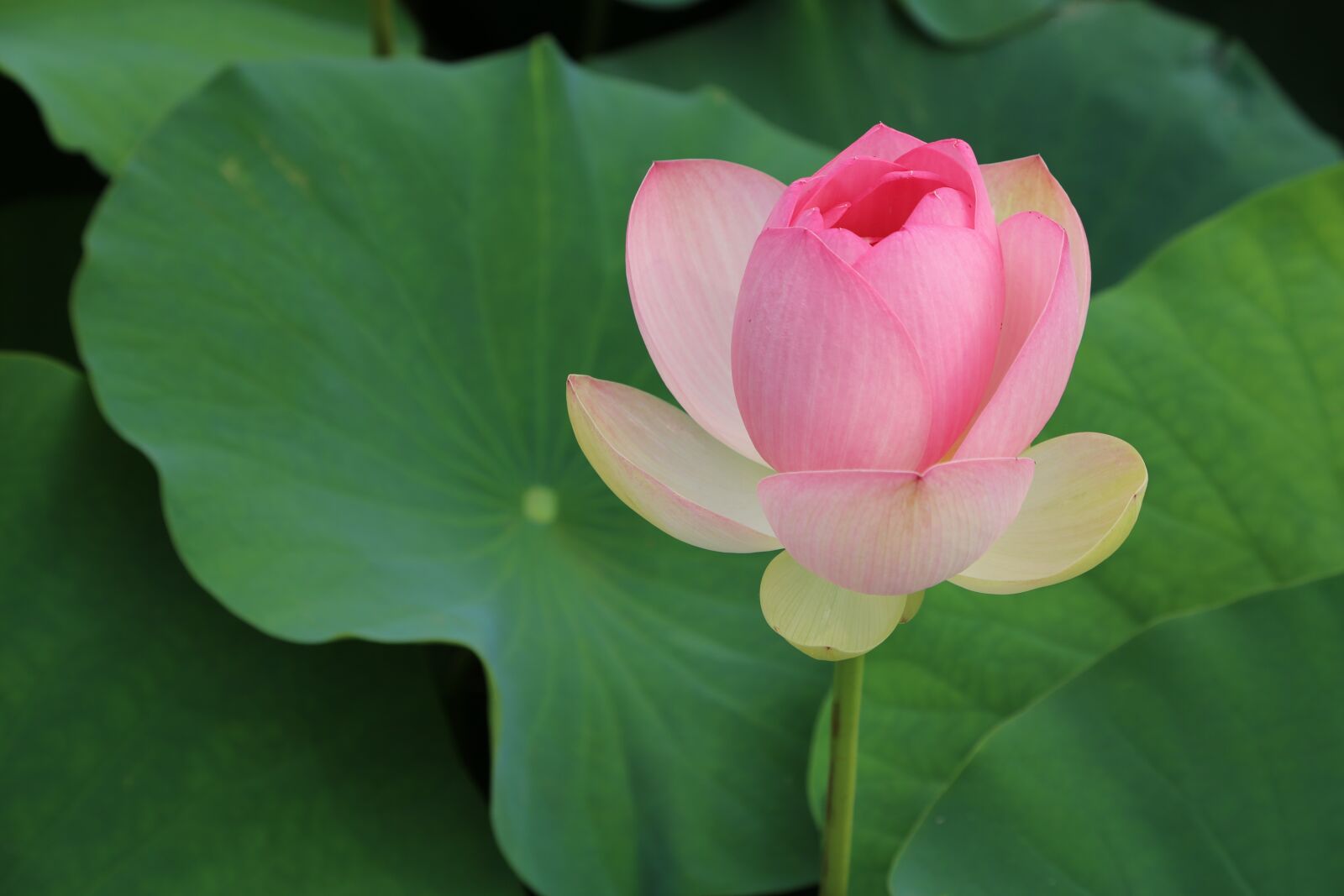 Canon EOS 6D + Canon EF 24-105mm F4L IS USM sample photo. Kite, lotus, water lilies photography