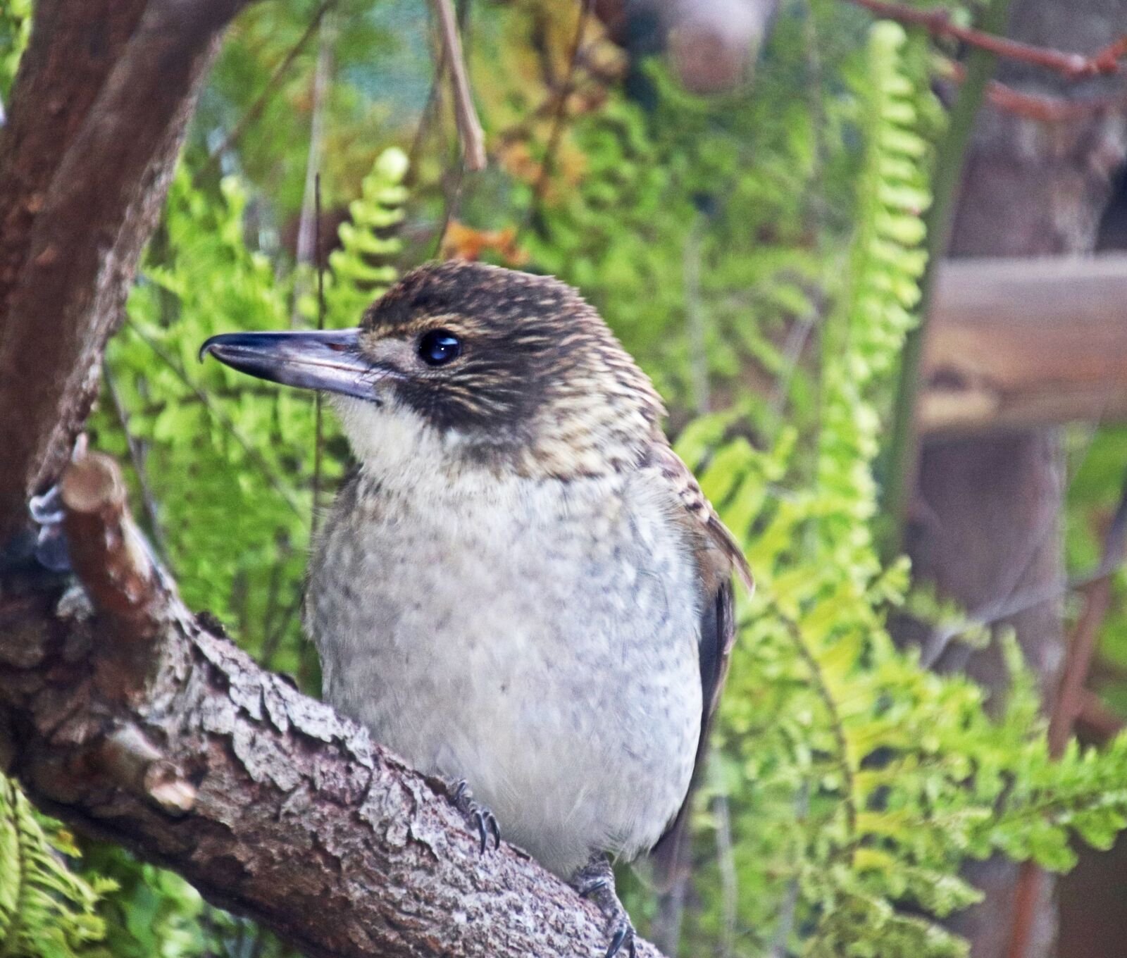 Canon EOS 800D (EOS Rebel T7i / EOS Kiss X9i) sample photo. Bird, grey butcherbird, australian photography