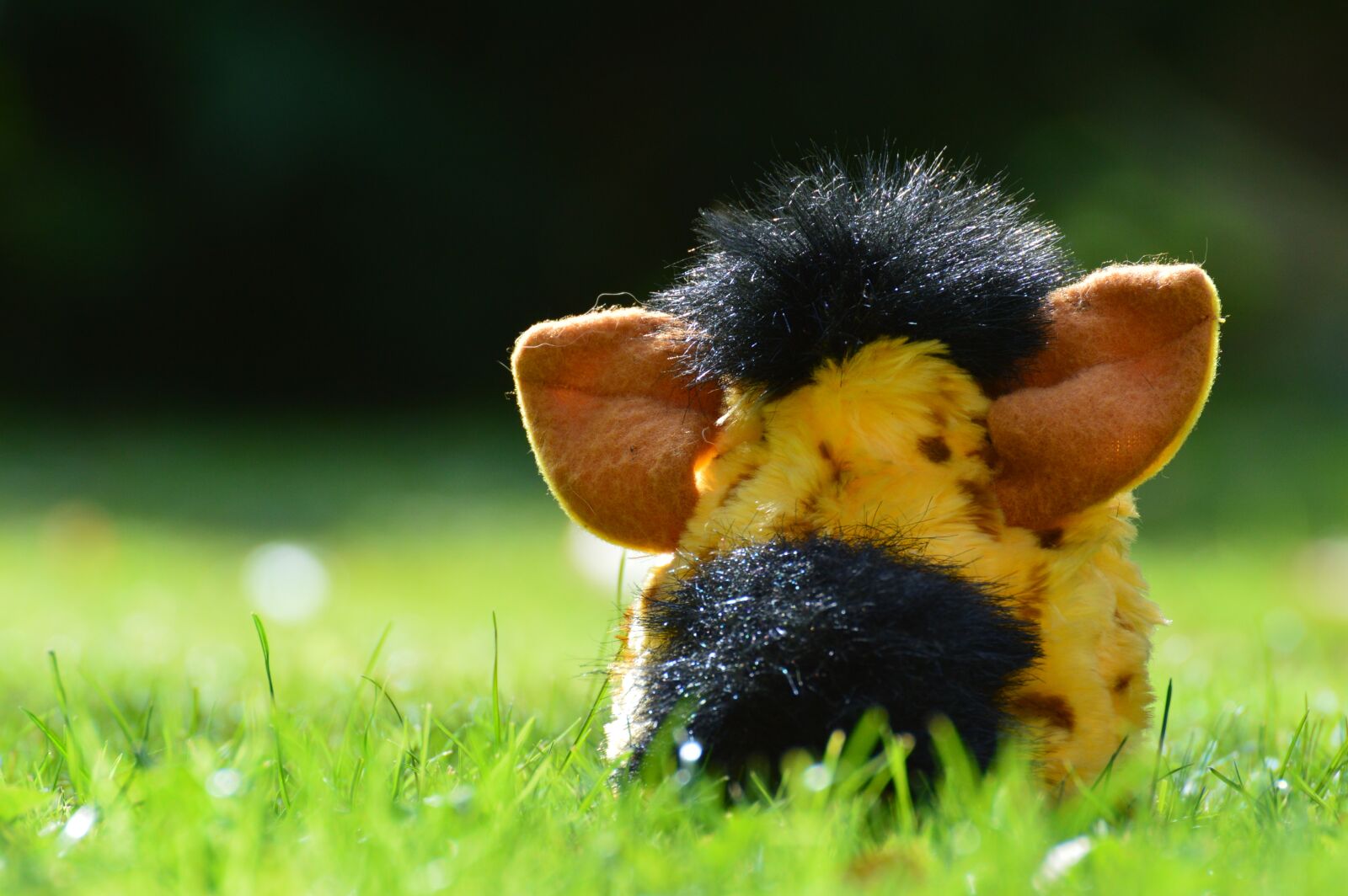 Nikon D3200 sample photo. Furby, longing, sad photography