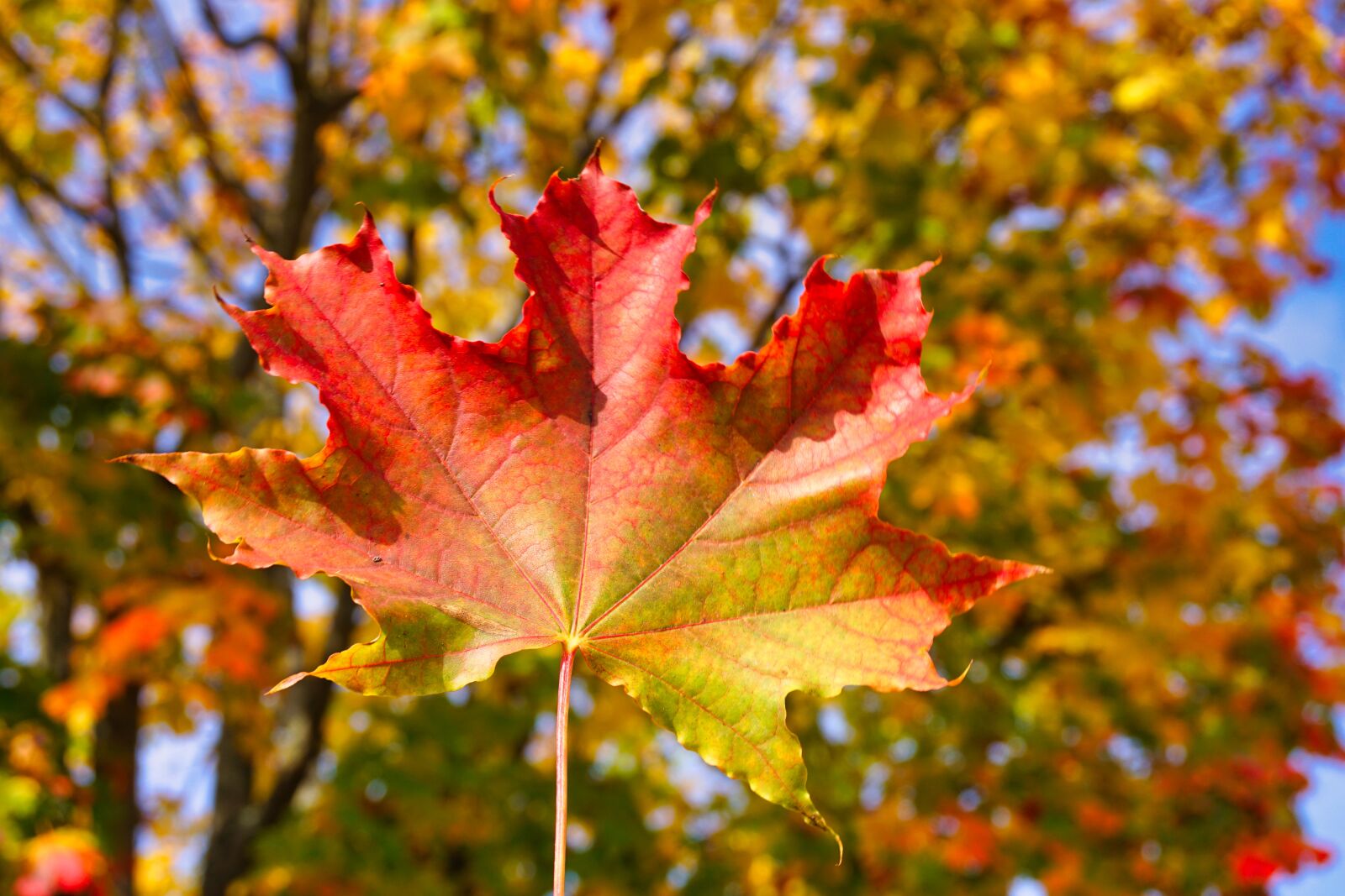 Sony E 16-50mm F3.5-5.6 PZ OSS sample photo. Autumn, leaf, october photography