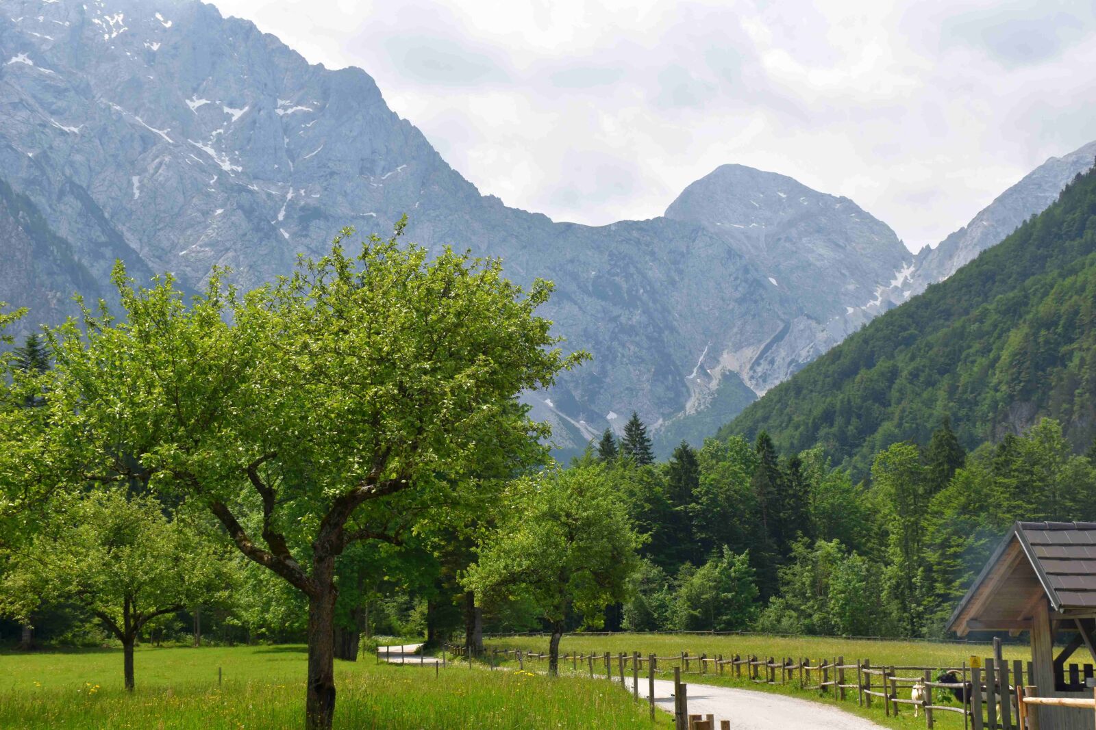 Nikon D5500 sample photo. Mountains, trees, grass photography