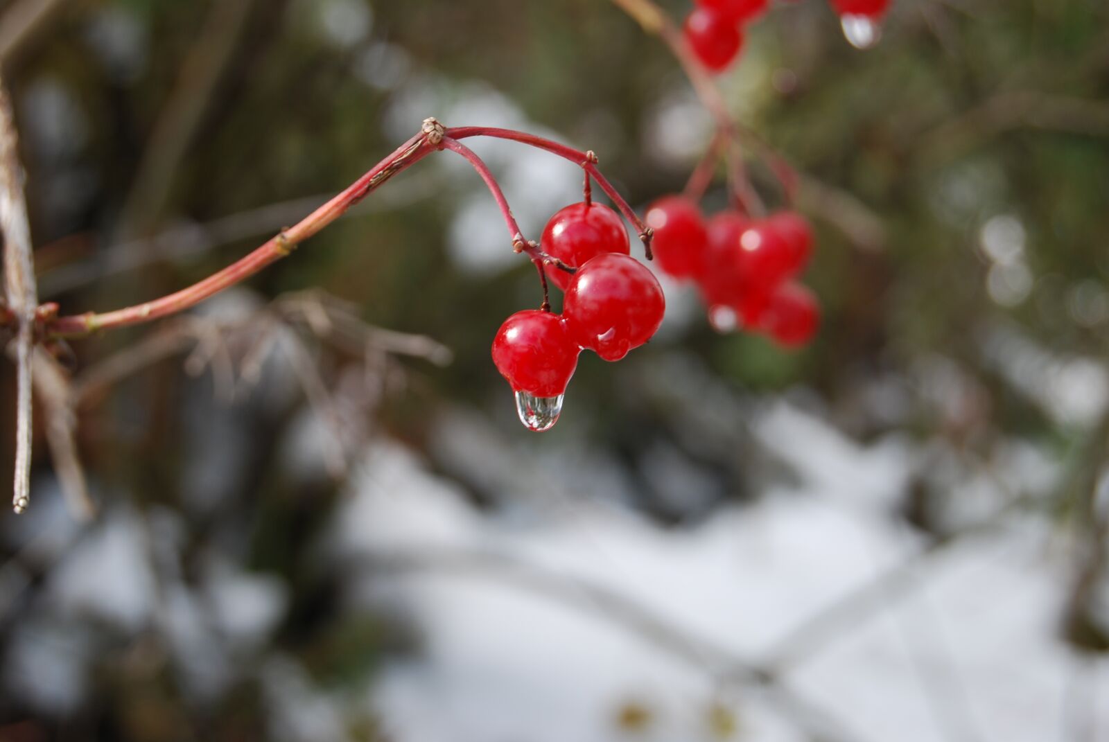 Nikon D60 sample photo. A drop of, fruit photography