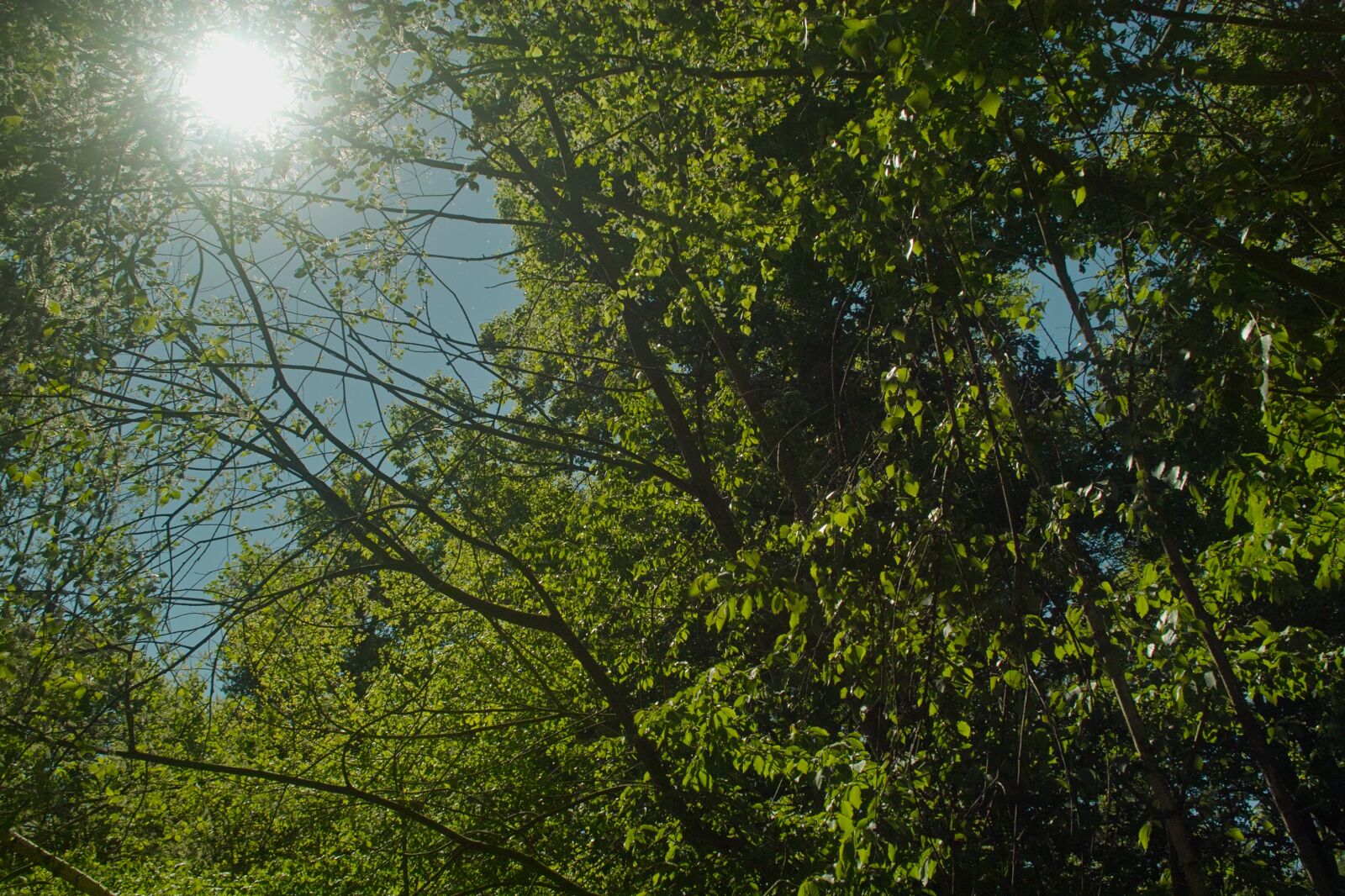 Sigma SD14 sample photo. Spring, forest, trees photography