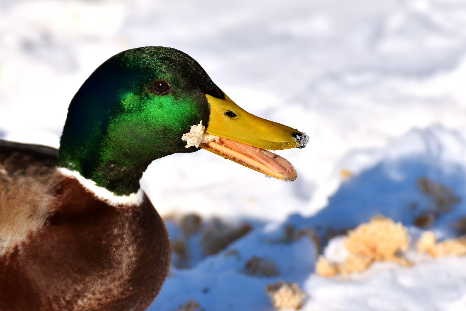 Nikon D7200 sample photo. Mallard, males, bread photography