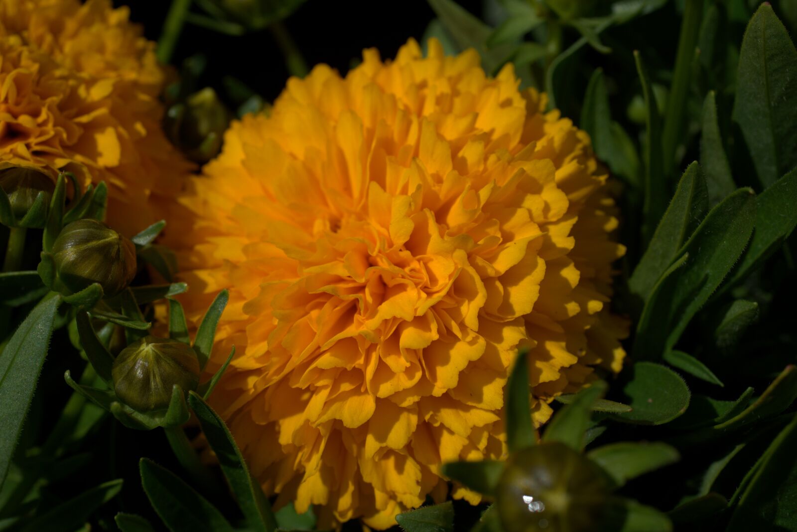 Sony a7 II + Sony FE 50mm F2.8 Macro sample photo. Flower, yellow, blossom photography