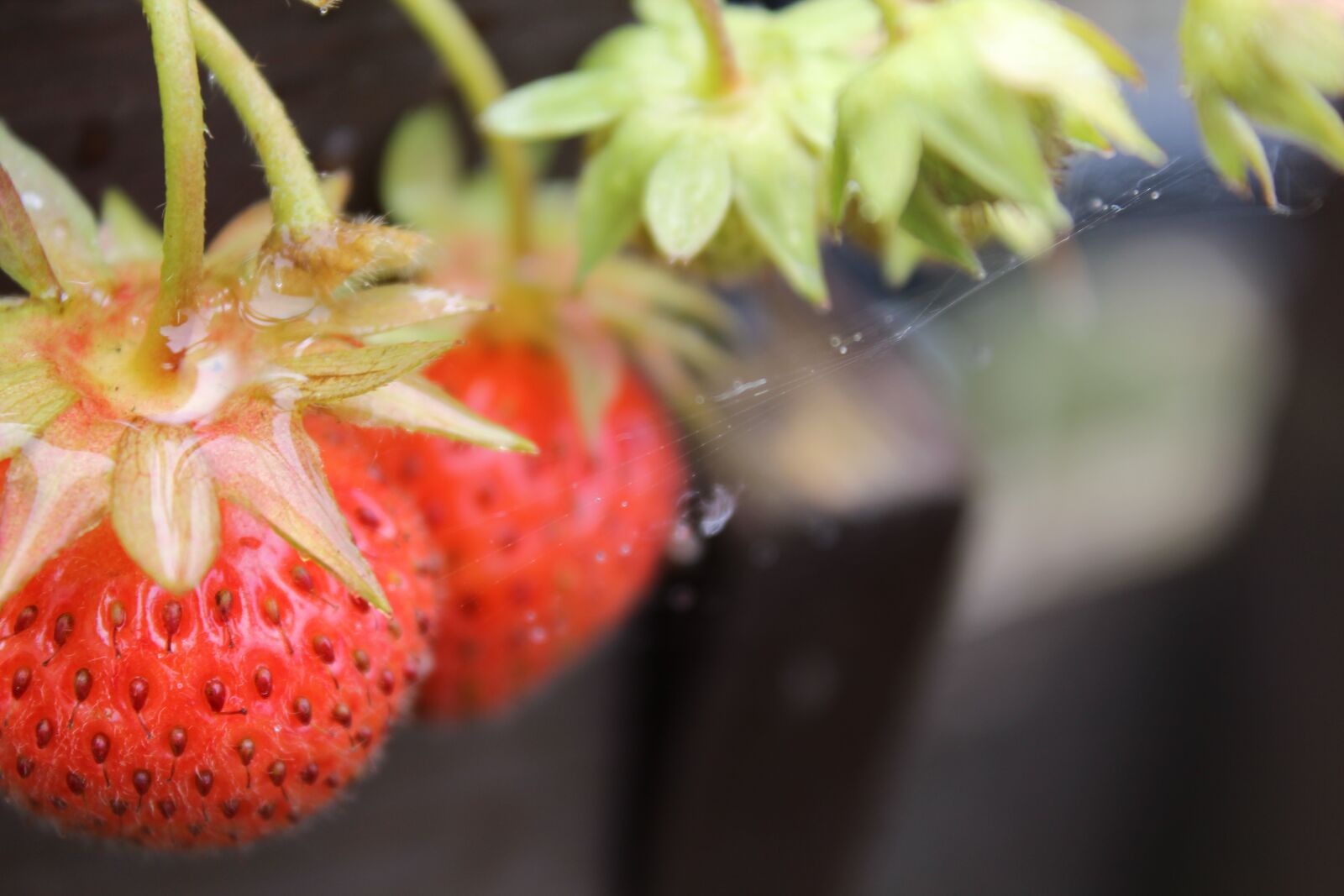 Canon EOS 1200D (EOS Rebel T5 / EOS Kiss X70 / EOS Hi) sample photo. Strawberries, vine, homemade photography