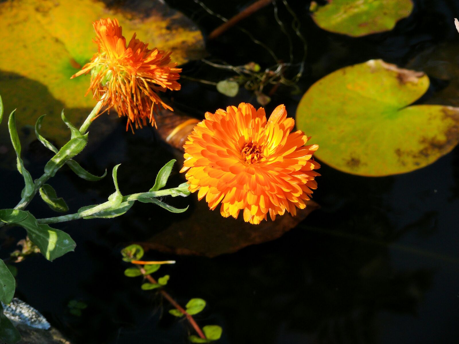 Panasonic DMC-FZ50 sample photo. Calendula, flower, orange photography