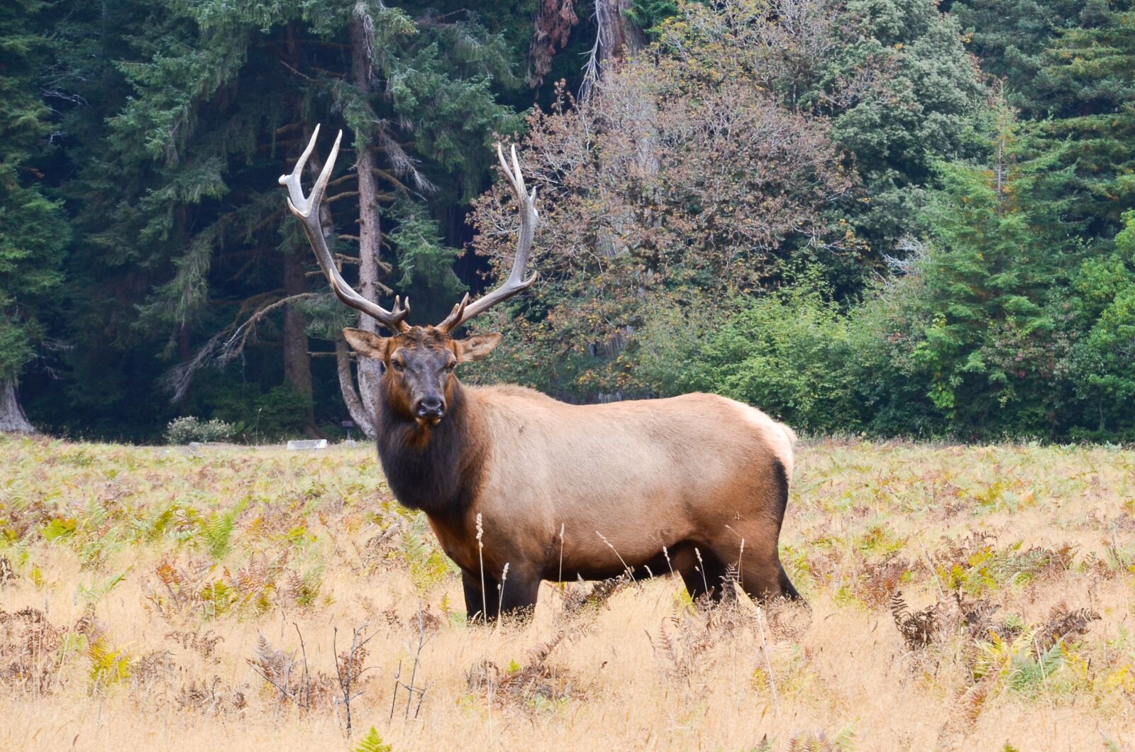 Nikon D5100 sample photo. Usa, america, north america photography