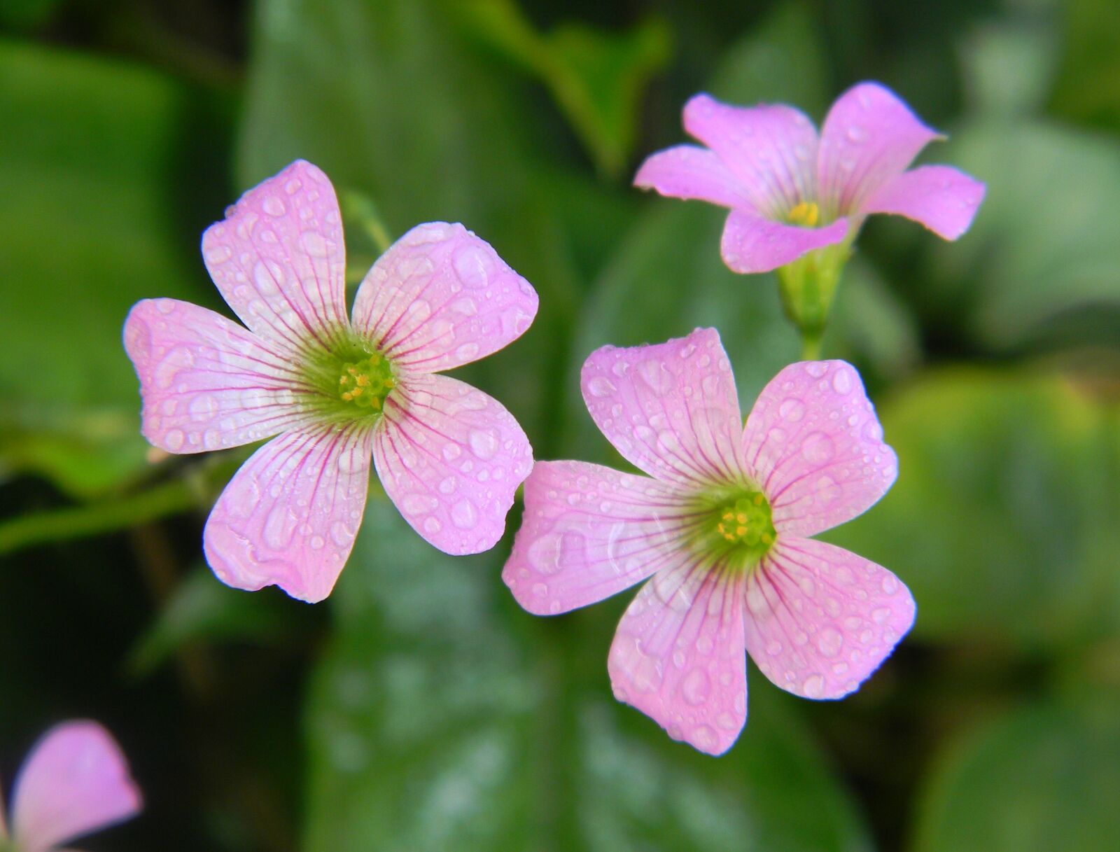 Nikon Coolpix L110 sample photo. Flower, pink, pink flowers photography