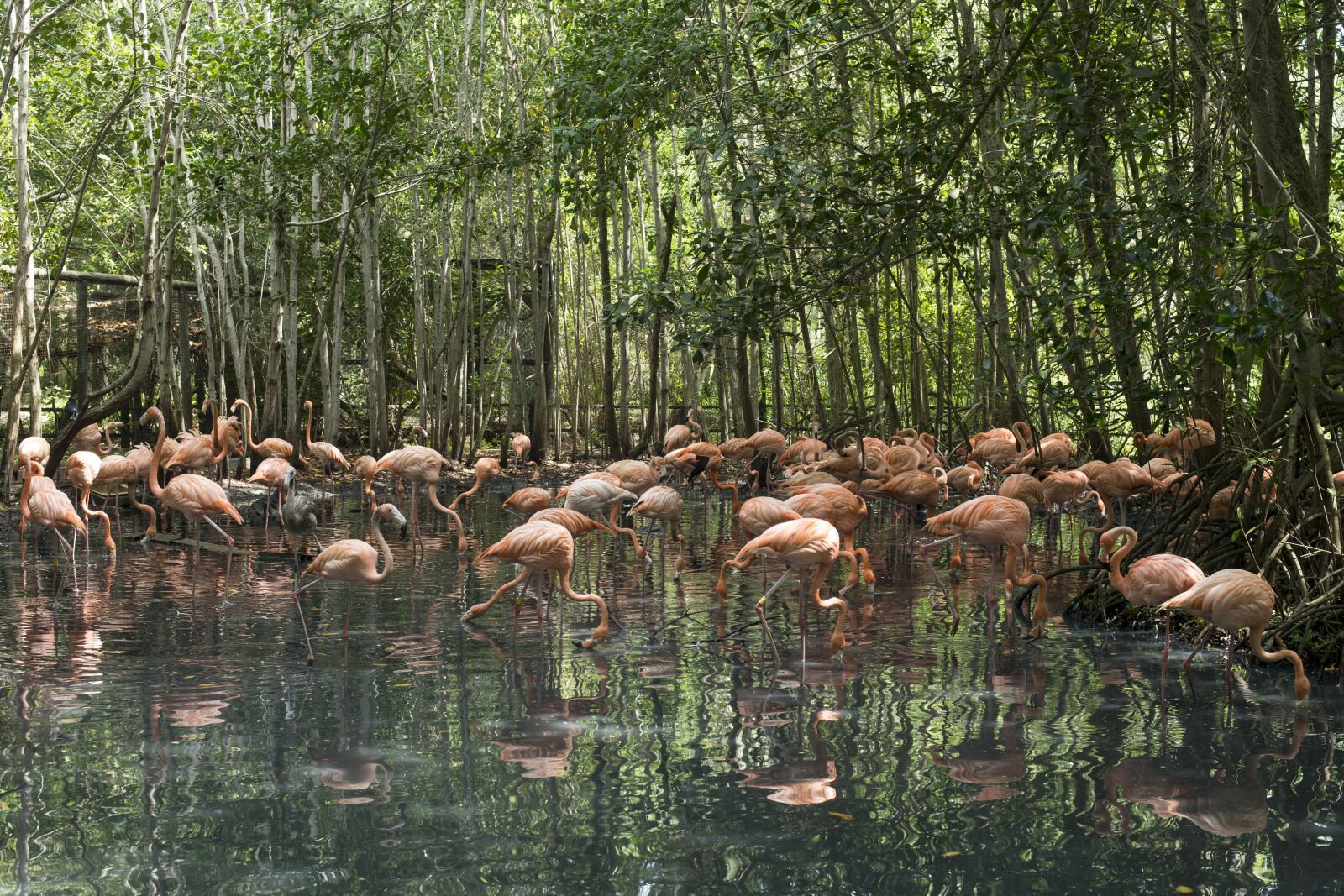 Nikon D800 sample photo. Zoo, flamingo, nature photography