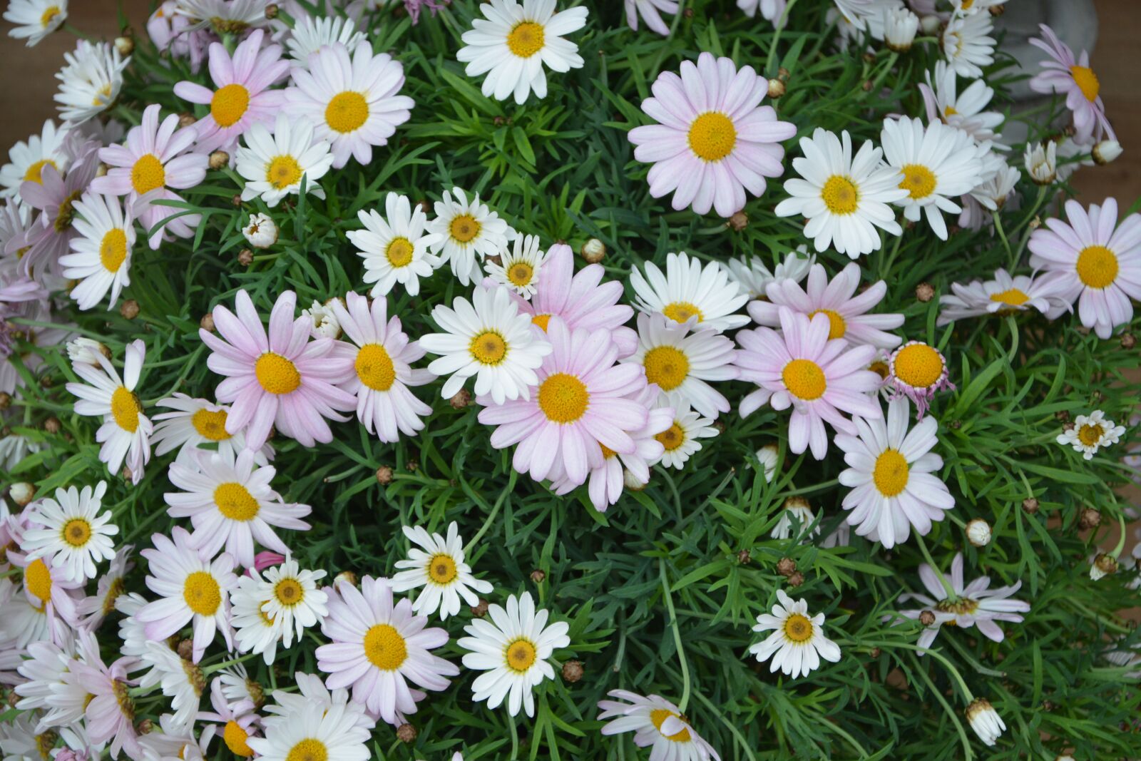 Nikon D5200 sample photo. Flower, plant, nature photography