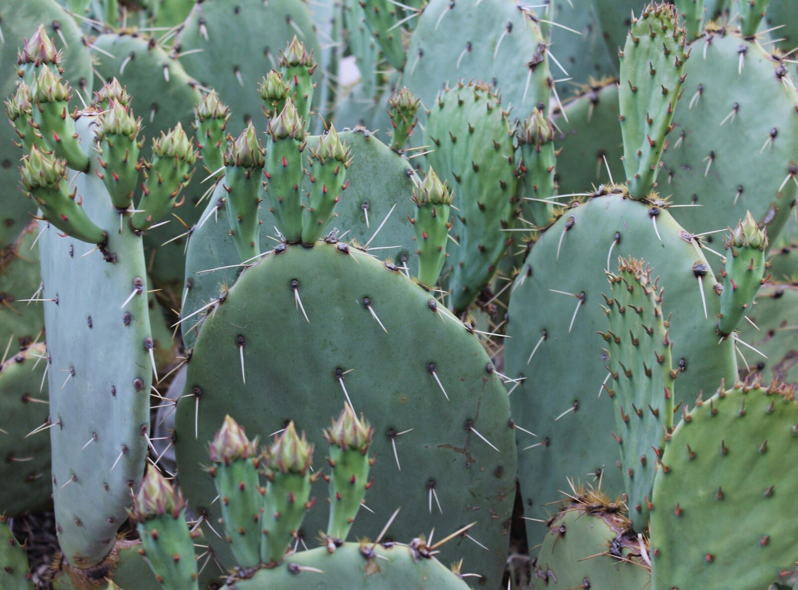 Canon EOS 1100D (EOS Rebel T3 / EOS Kiss X50) sample photo. Cactus, cacti, southwest photography