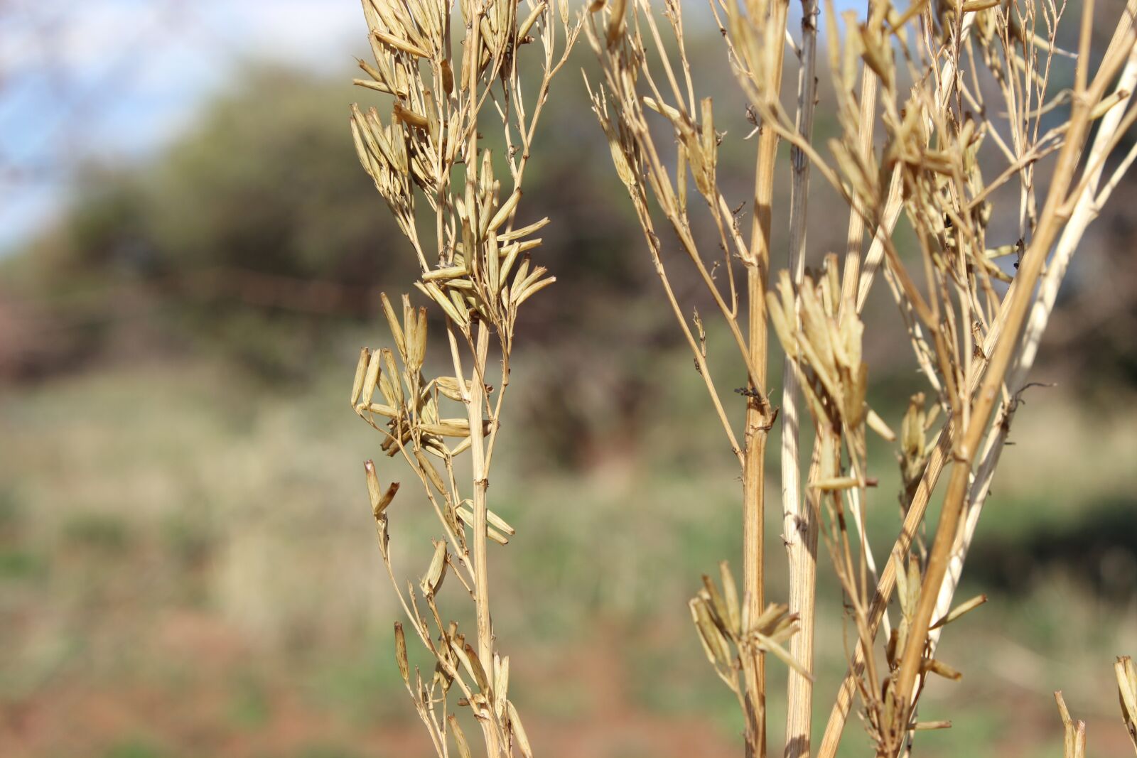 Canon EOS 600D (Rebel EOS T3i / EOS Kiss X5) sample photo. Plants, nature, dry photography