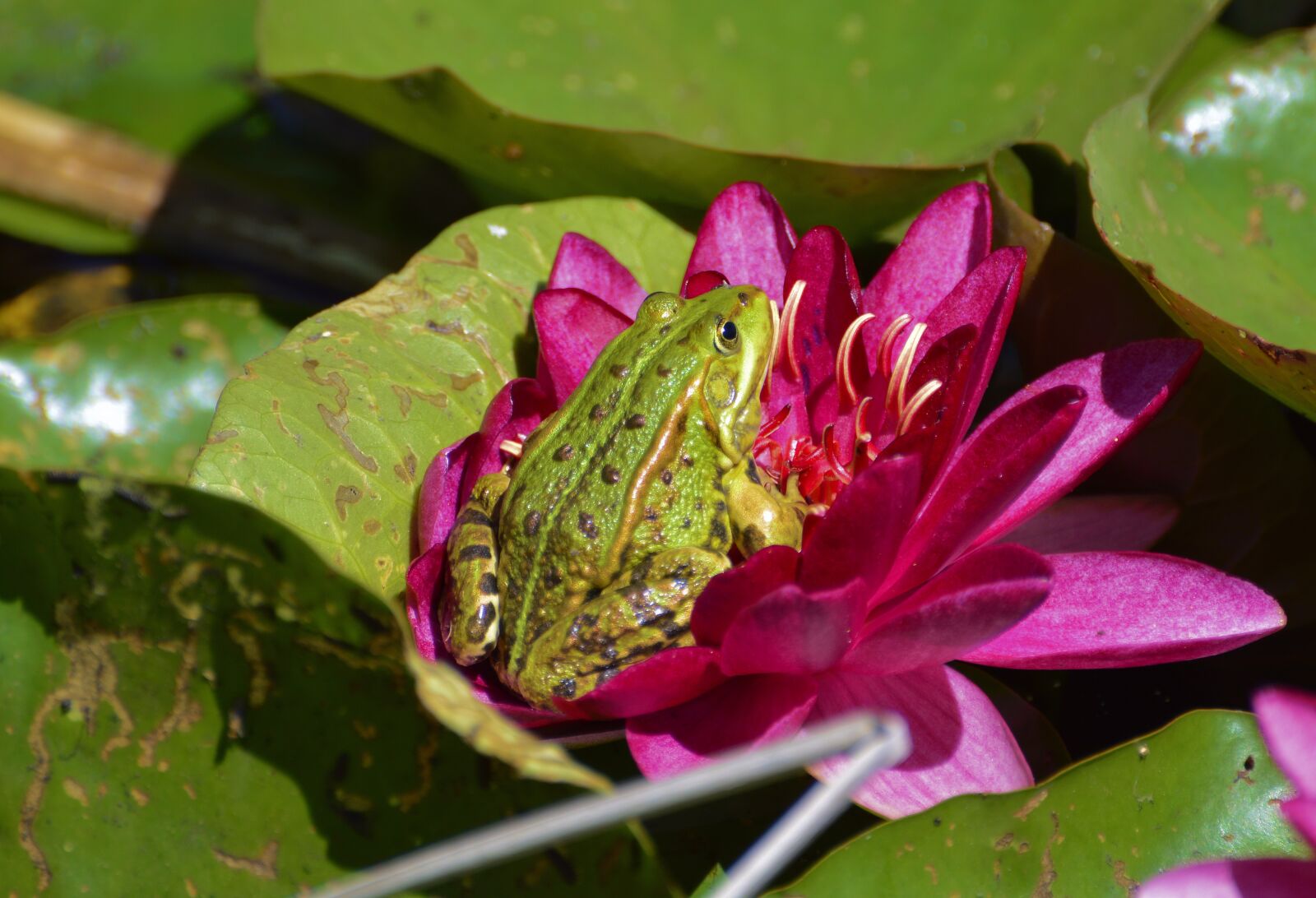 Nikon D3200 sample photo. Frog, summer, nature photography