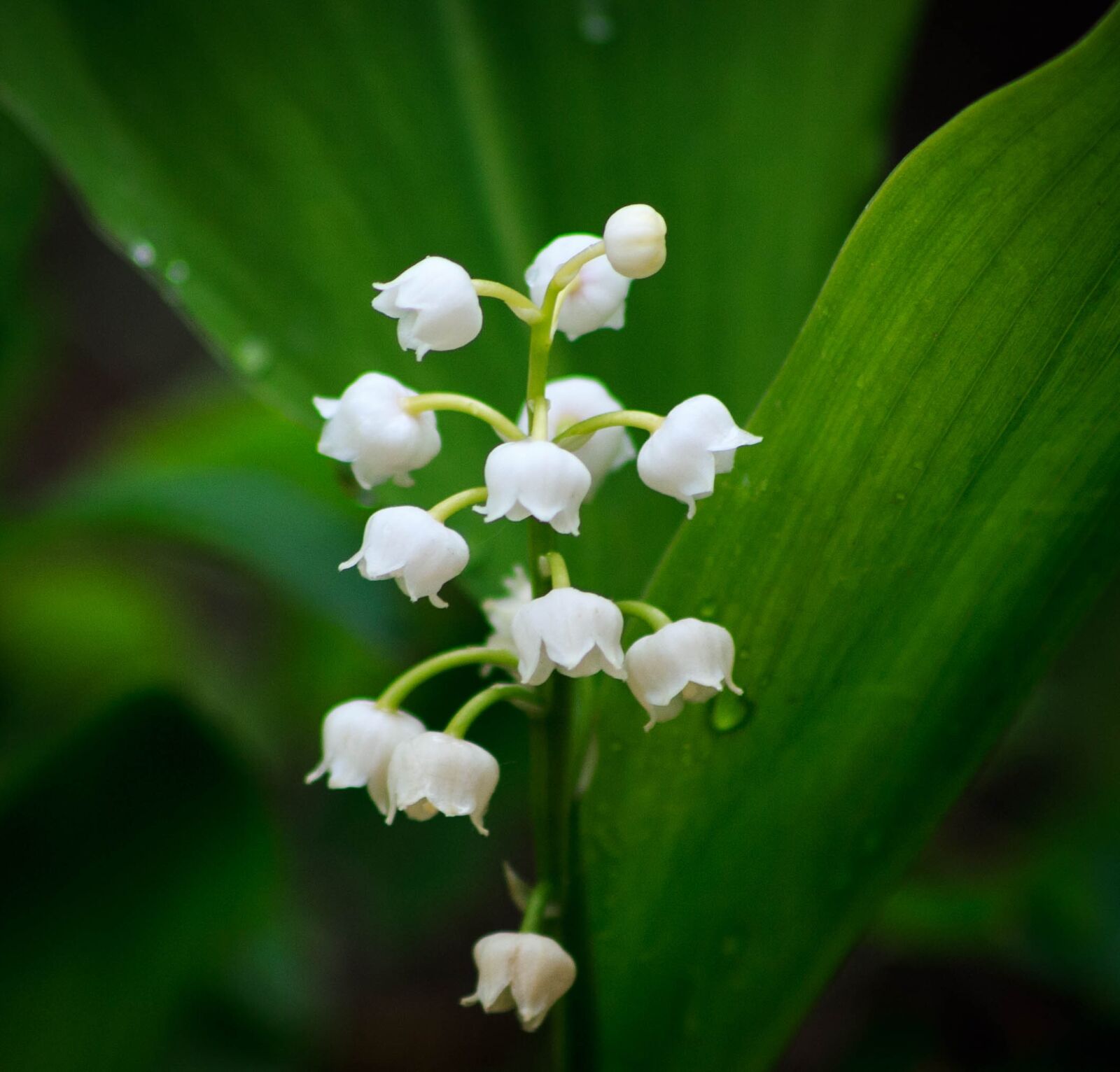 Canon EOS 1000D (EOS Digital Rebel XS / EOS Kiss F) sample photo. Lily of the valley photography