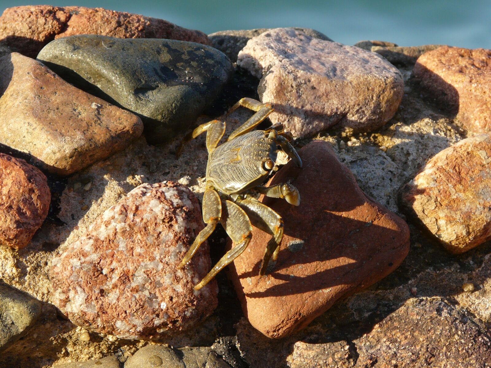 Panasonic DMC-FZ18 sample photo. Crab, wall, stone photography