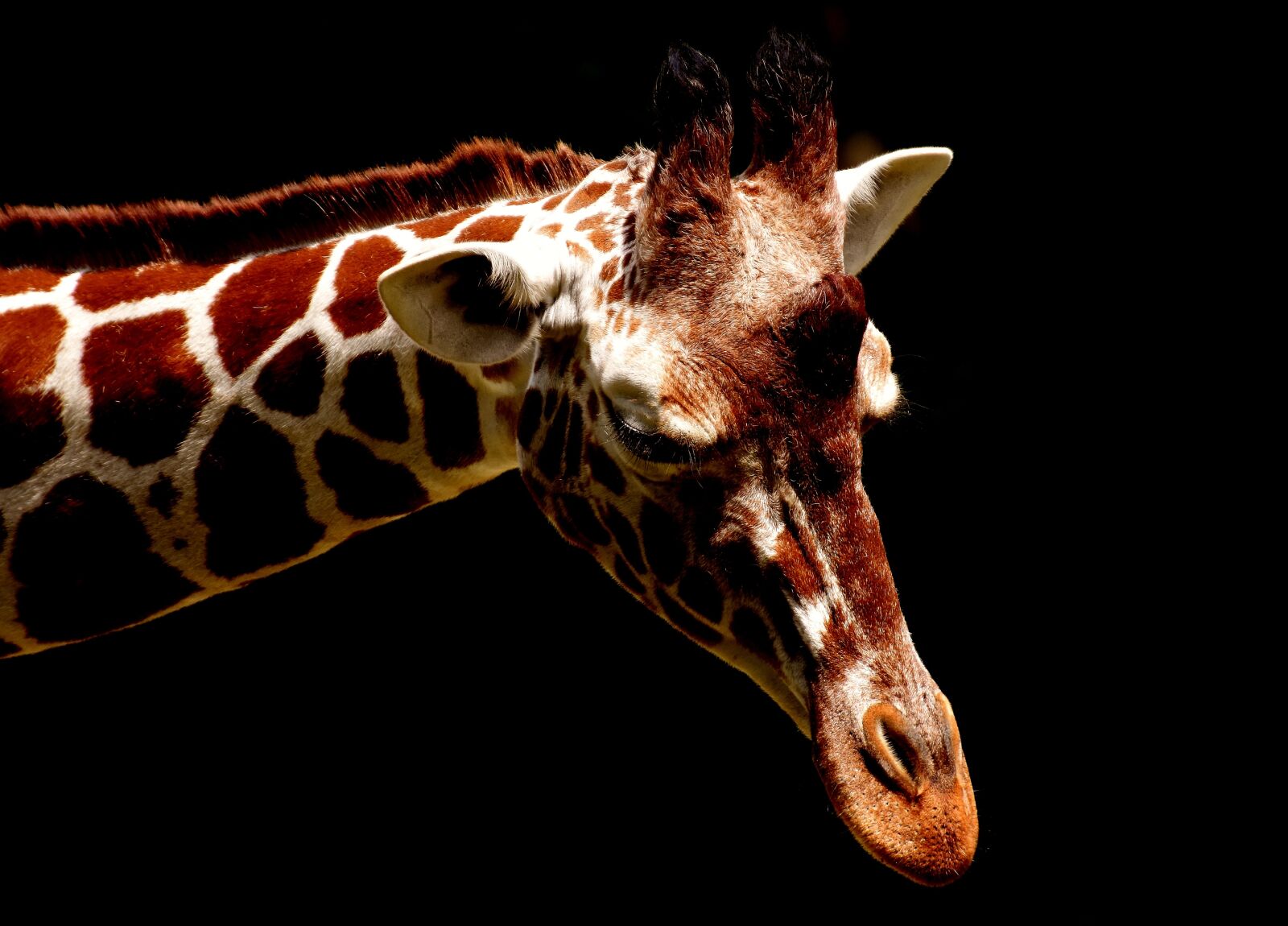 Nikon D7200 sample photo. Giraffe, wild animal, stains photography