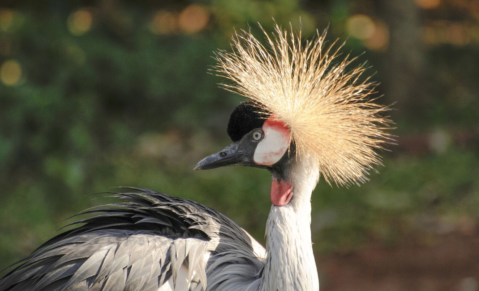 Nikon D300S sample photo. Grey, crowned, crane photography