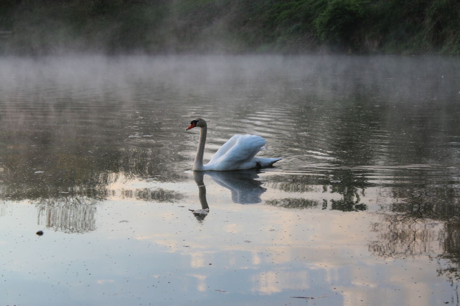 Canon EOS 600D (Rebel EOS T3i / EOS Kiss X5) sample photo. Swan floating, animal, water photography