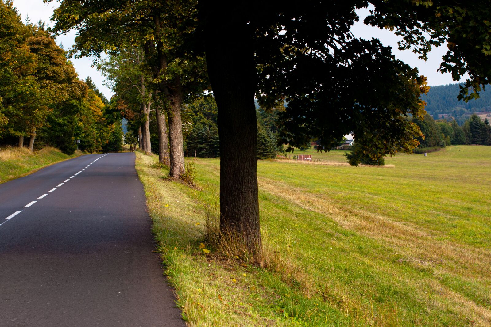 Nikon D5200 sample photo. Road, avenue, trees photography