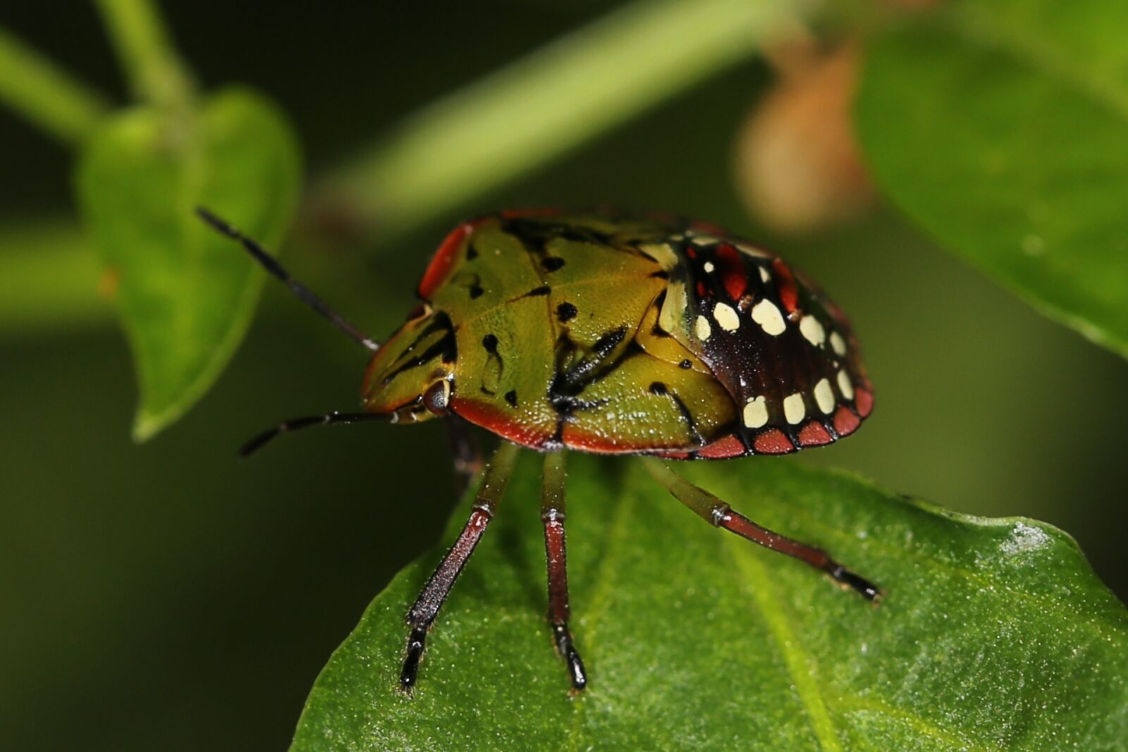 Canon EF 100mm F2.8L Macro IS USM sample photo. Nymph of nezara viridula photography