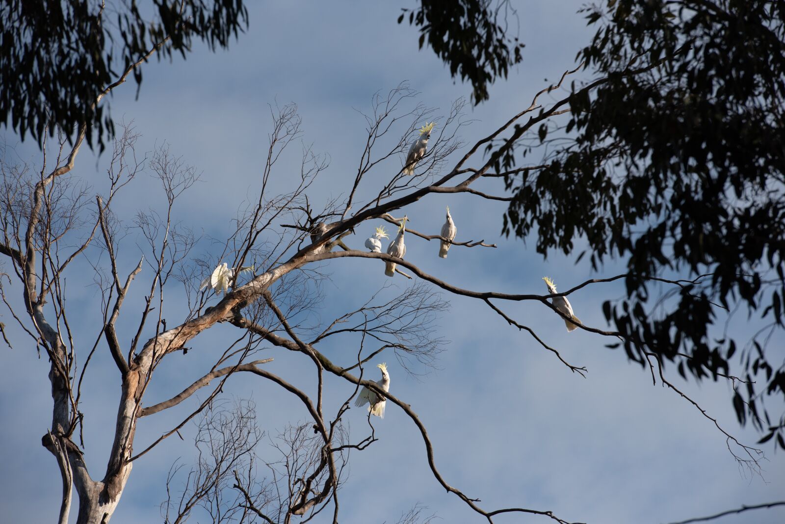 Nikon D750 sample photo. Cockatoo, sulphur-crested cockatoo, parrot photography