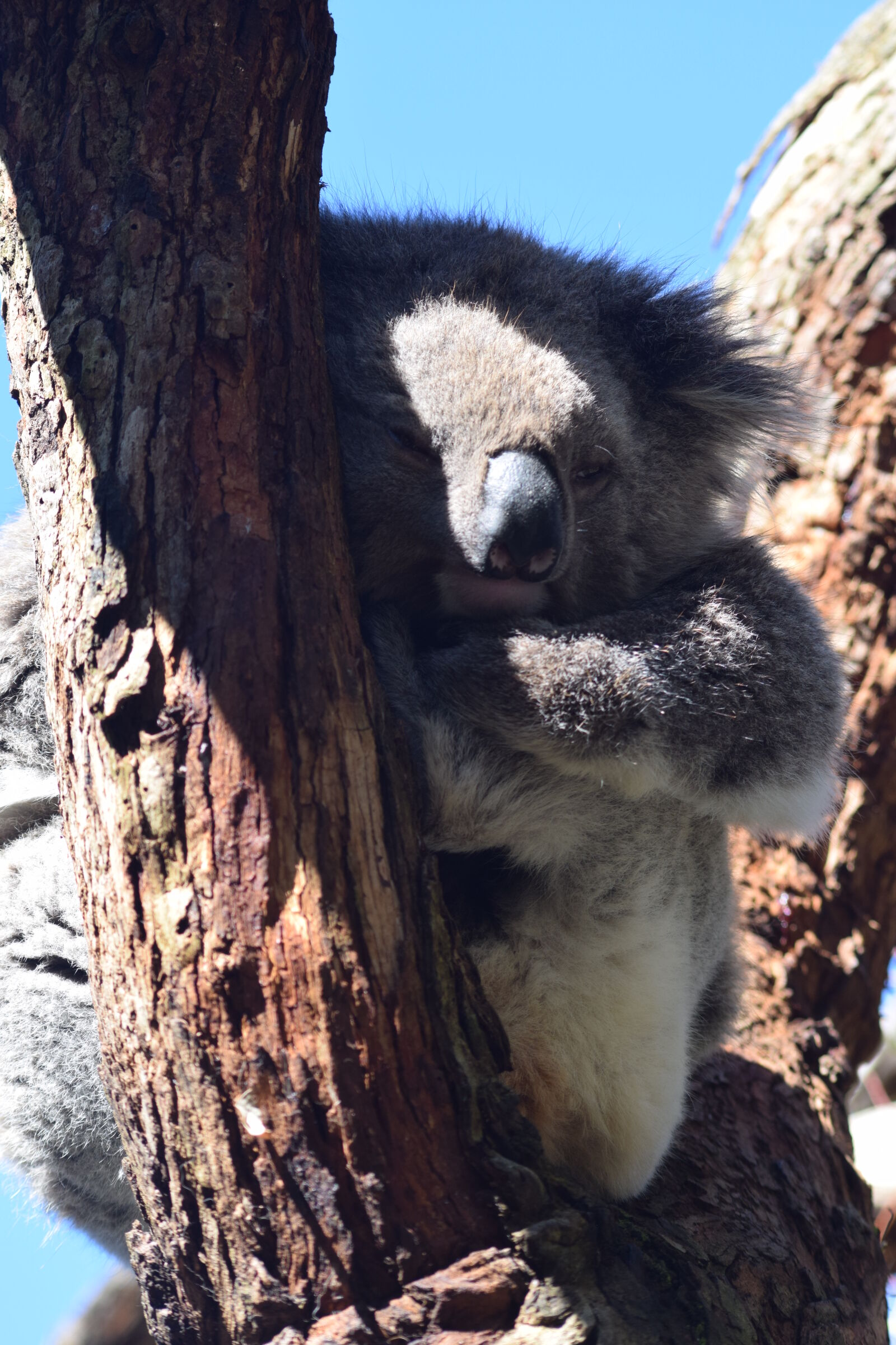 AF Nikkor 70-210mm f/4-5.6 sample photo. Koala, koala, bear photography