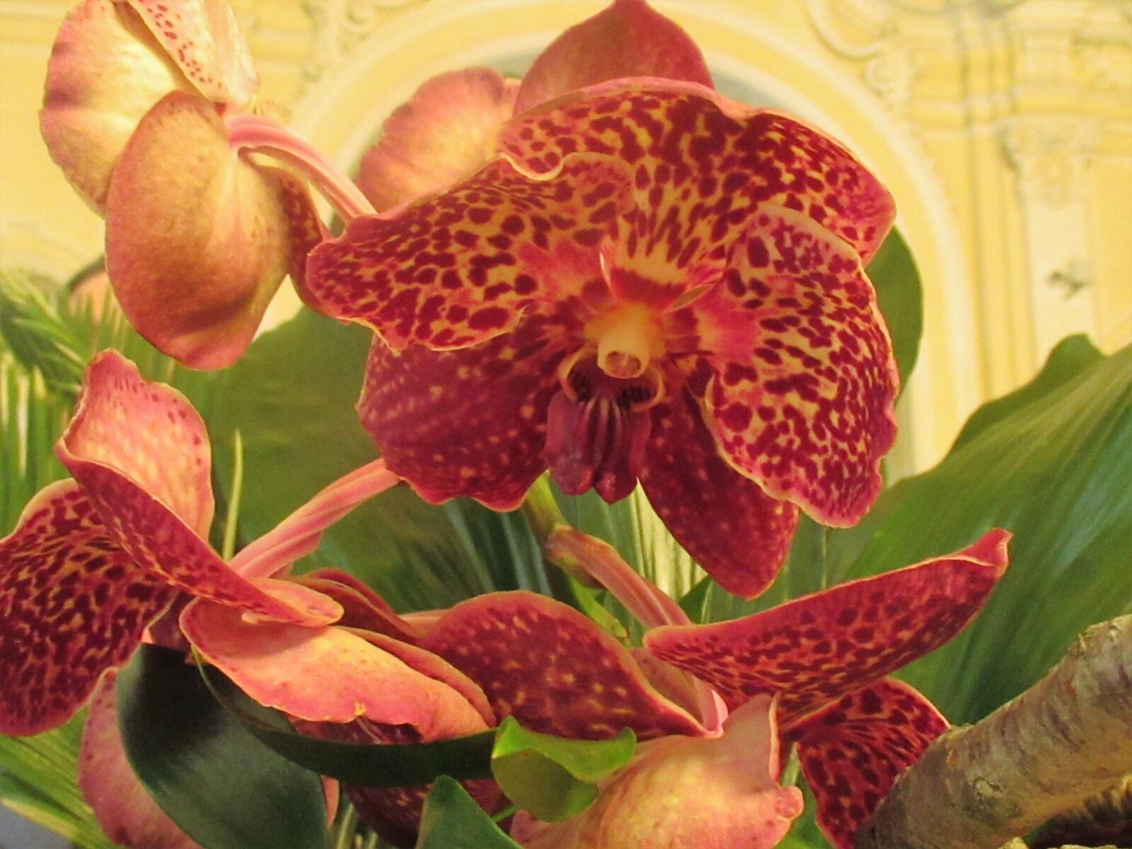 Canon PowerShot SX620 HS sample photo. Orchid, flower, purple photography