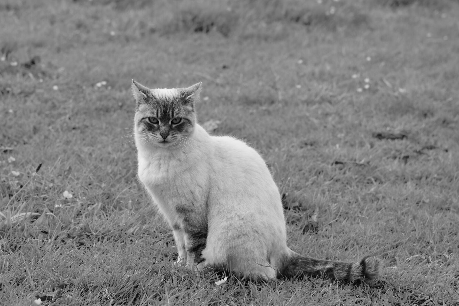 Nikon D5600 sample photo. Cat, photo black white photography