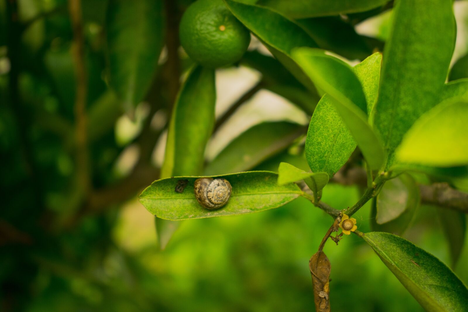 Nikon D5300 sample photo. Small snail, sleepy snail photography