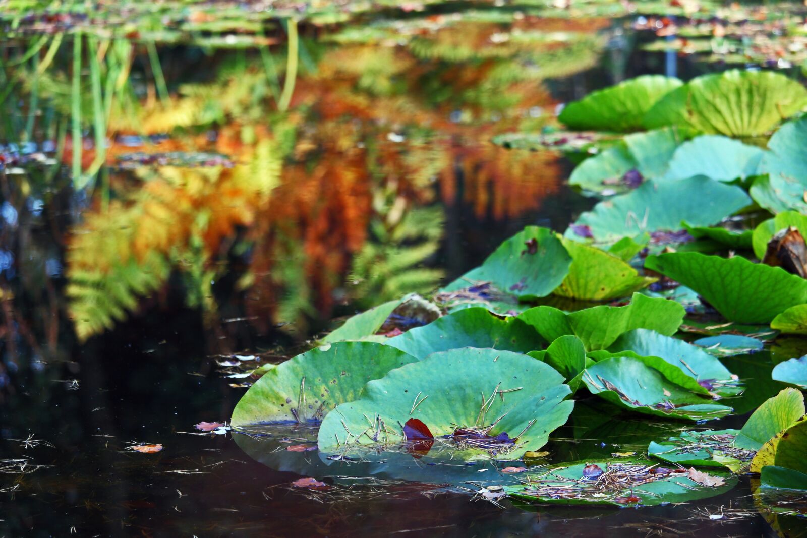 Canon EF-S 55-250mm F4-5.6 IS STM sample photo. Arboretum, autumn, lake photography
