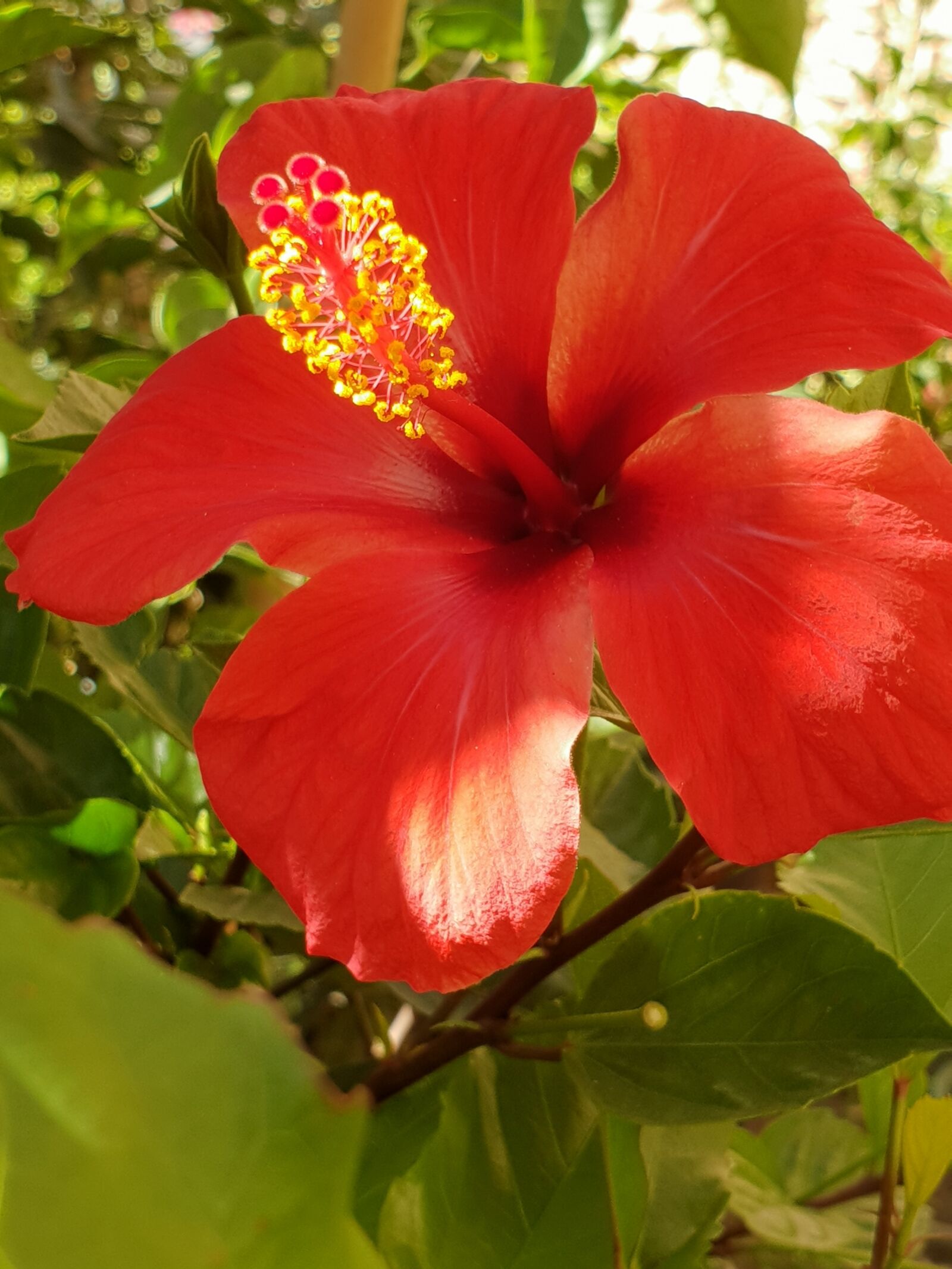 Samsung Galaxy S9+ sample photo. Nature, flower, flowr photography